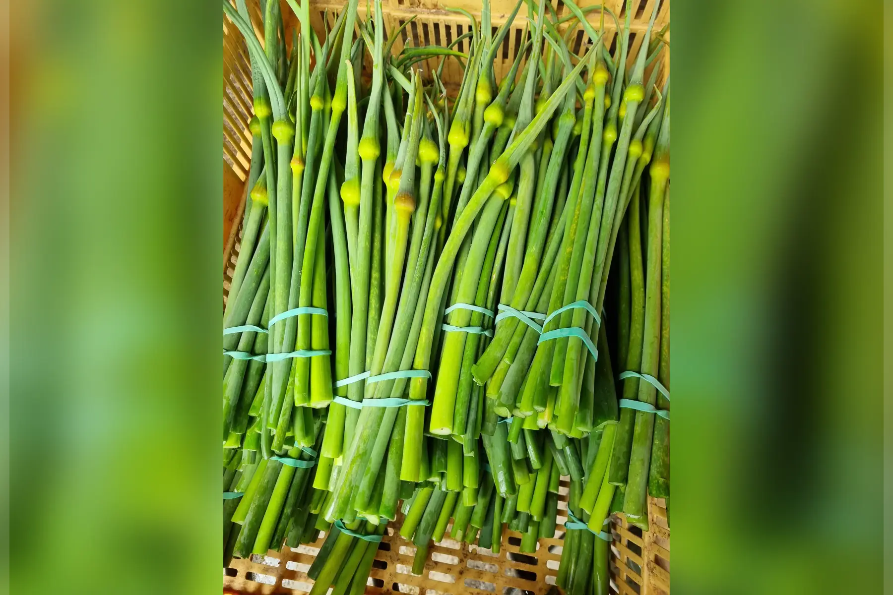 Asperge "Poireau" Bio