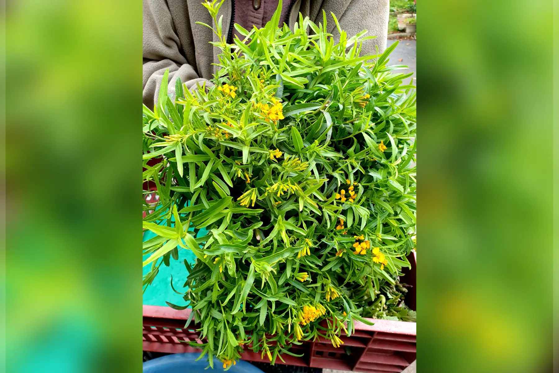 Estragon bio (variété au choix)