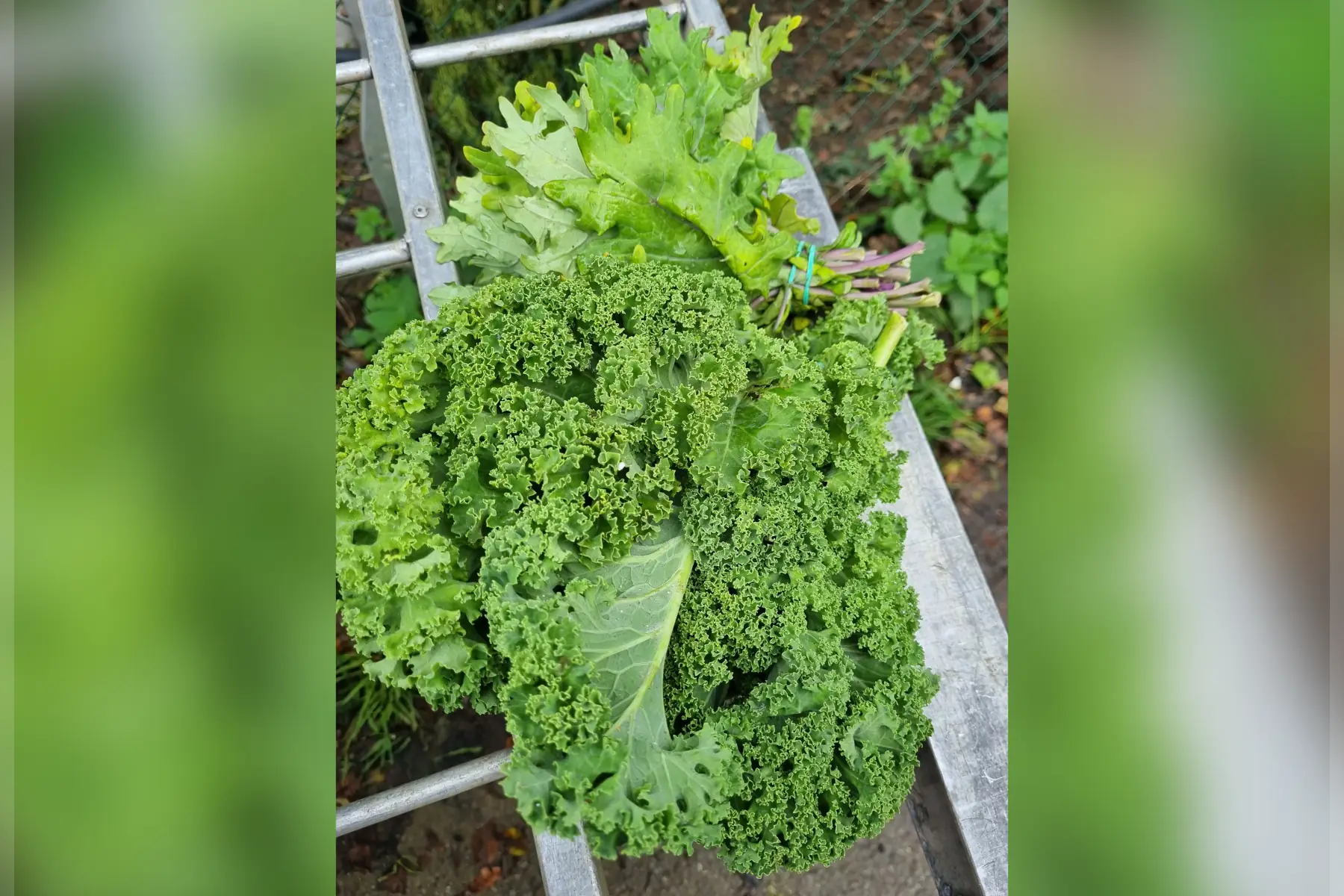 Chou Kale botte (au choix)