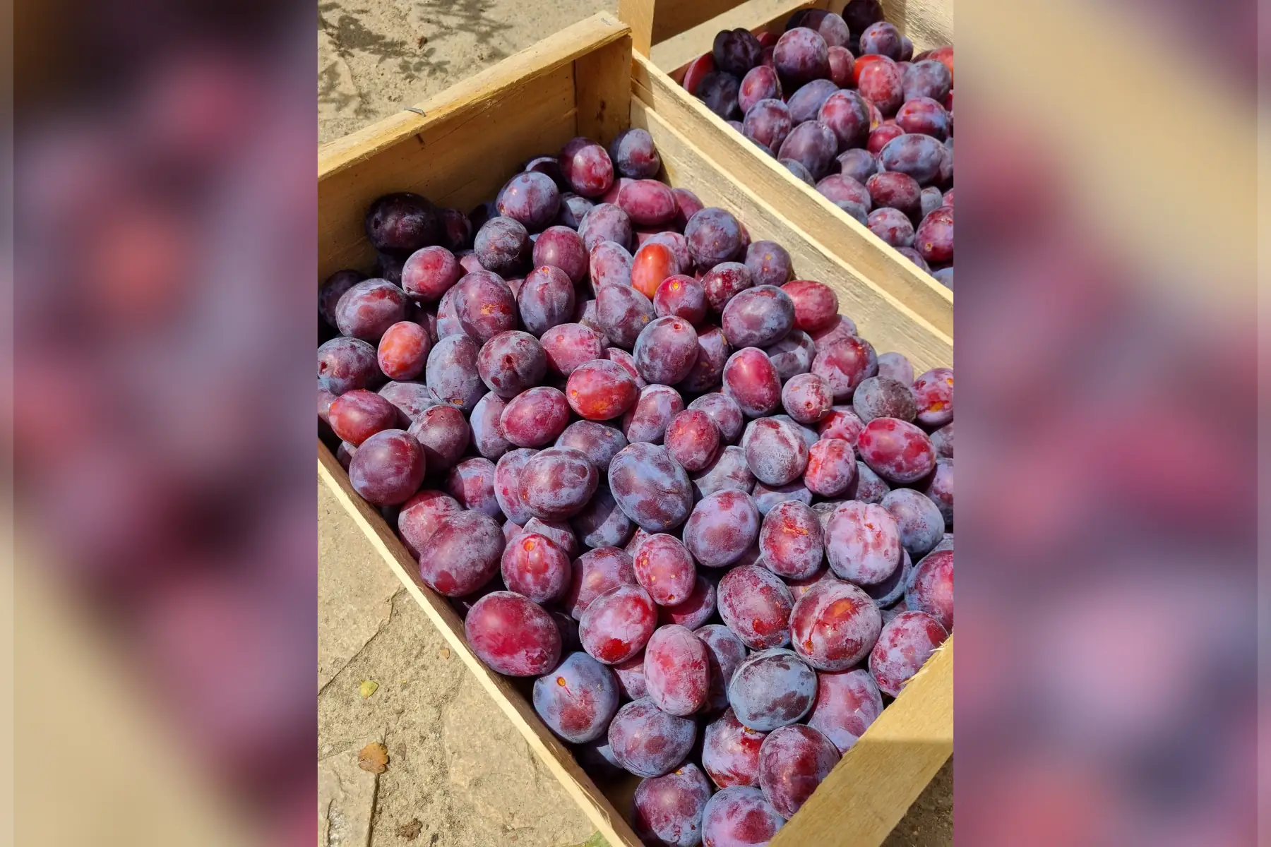 Prune violette Quetsche bio