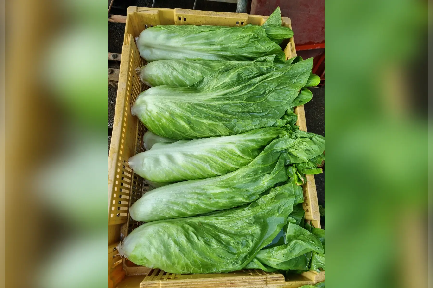 Salade Chicorée bio (au choix)