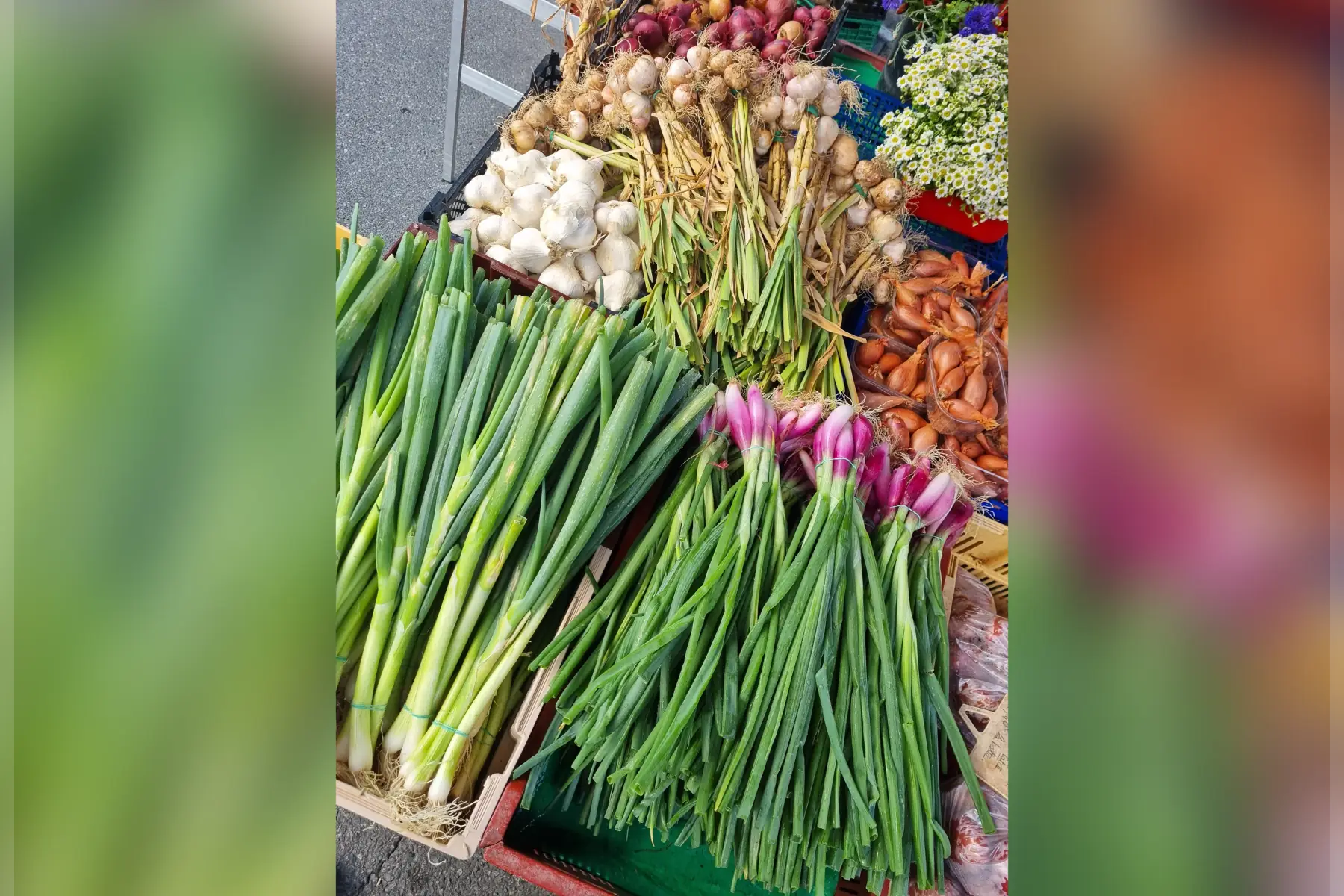 Oignons verts / Cébettes bio (au choix)