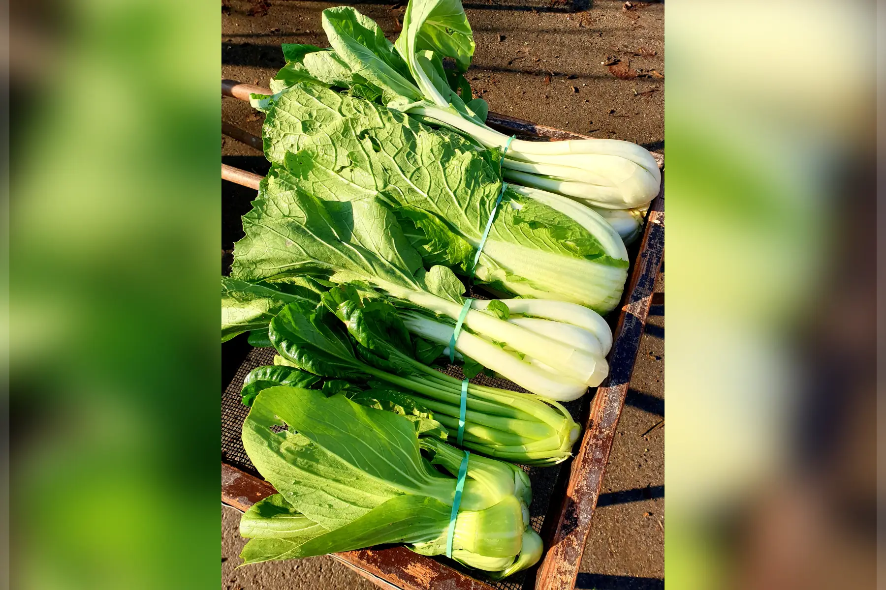 Choux chinois (variété au choix)