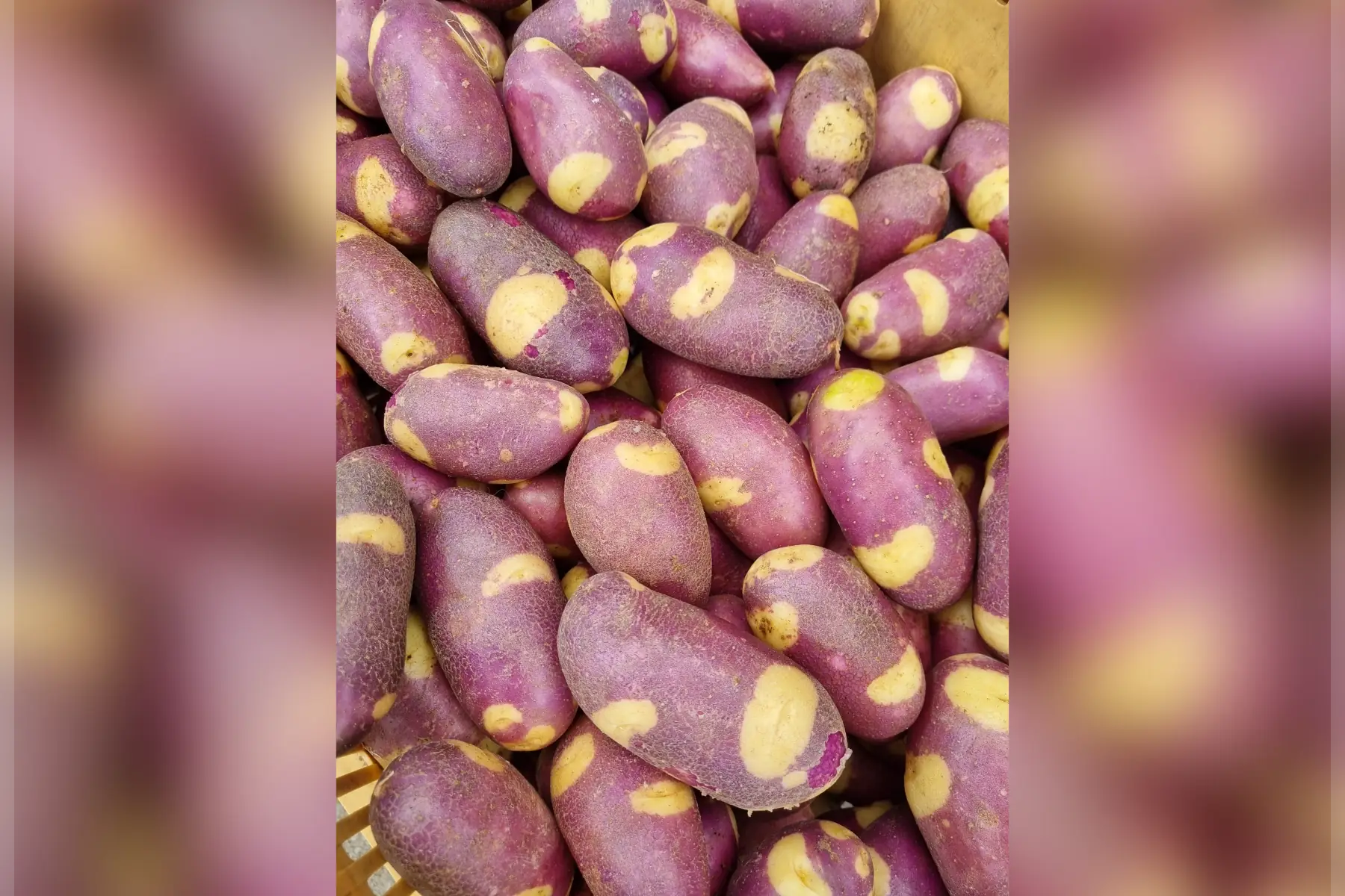 Pomme de terre nouvelle "Whaou" bio