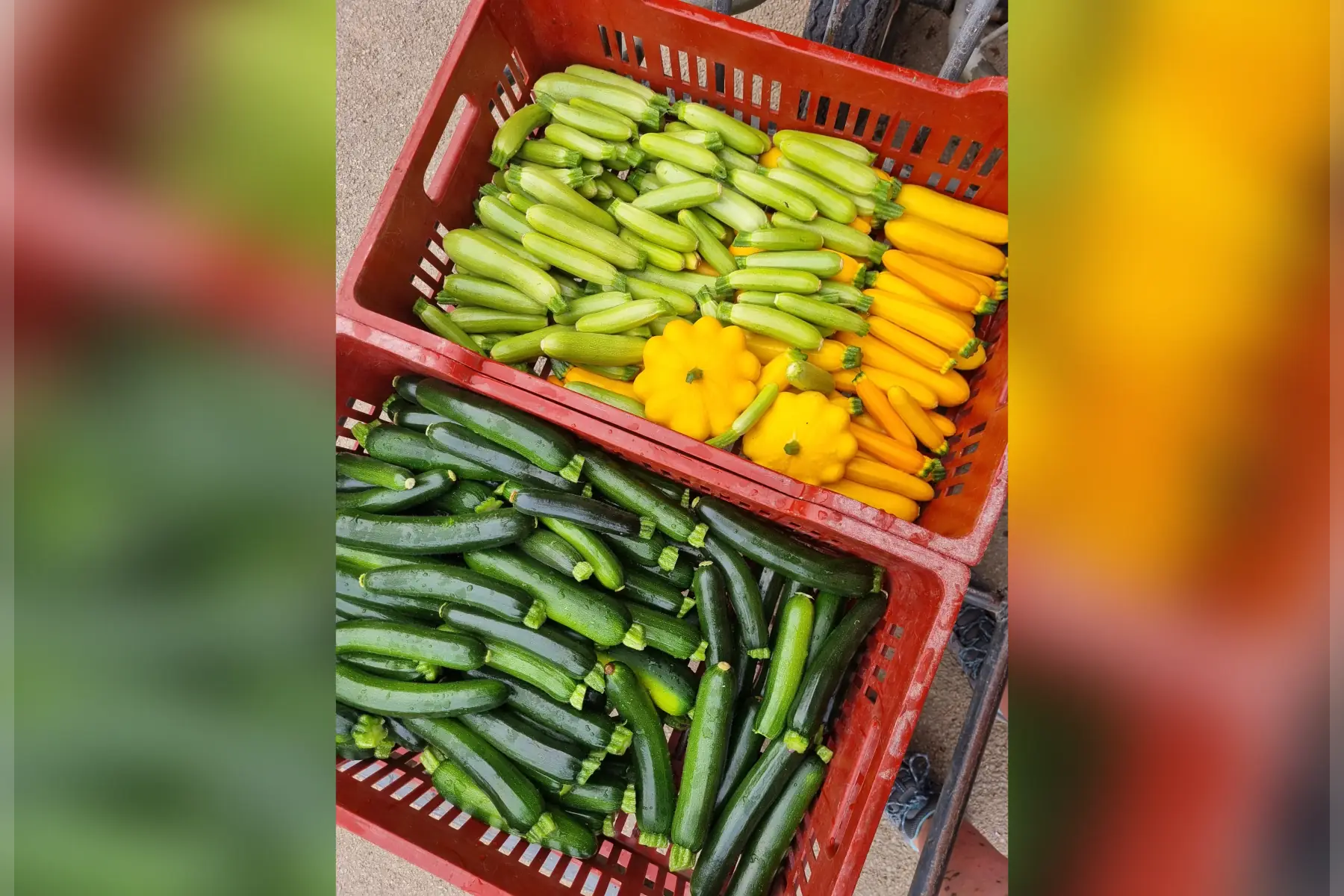 Courgettes & Cie bio (au choix)