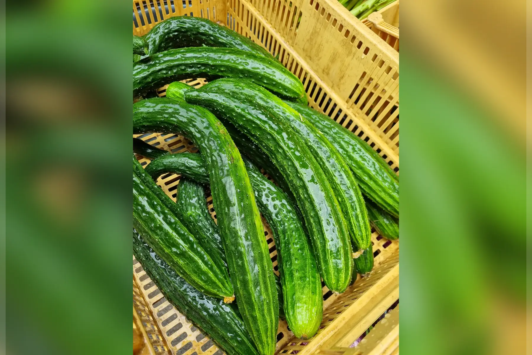 Concombre japonais "Saïko" bio