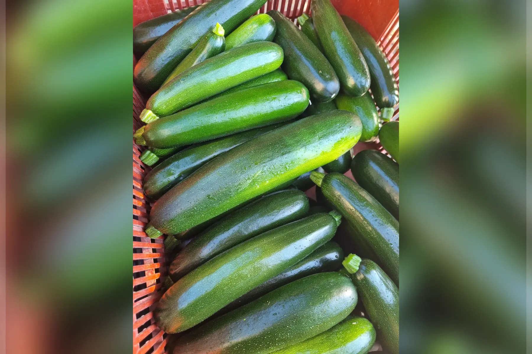 Courgettes & Cie bio (au choix)
