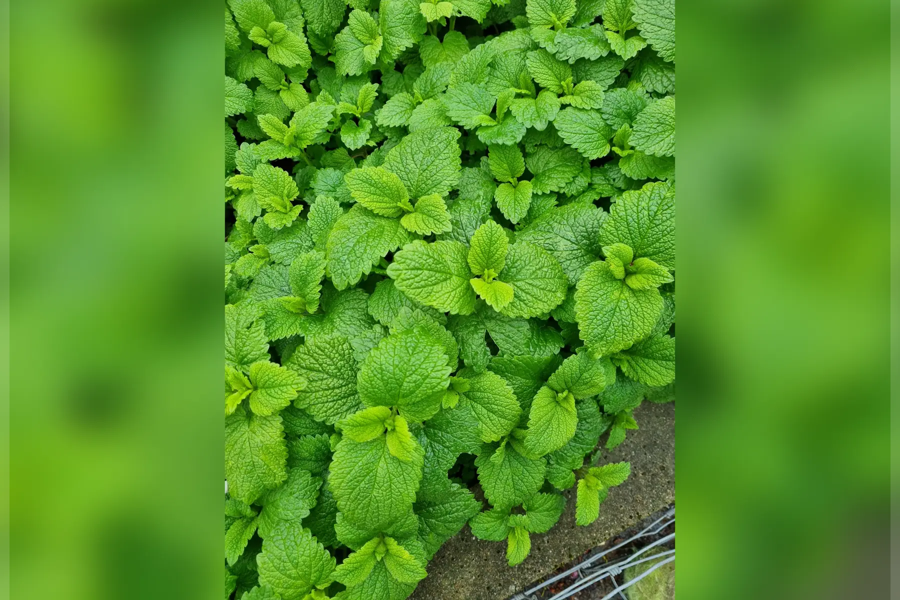 Mélisse citron bio