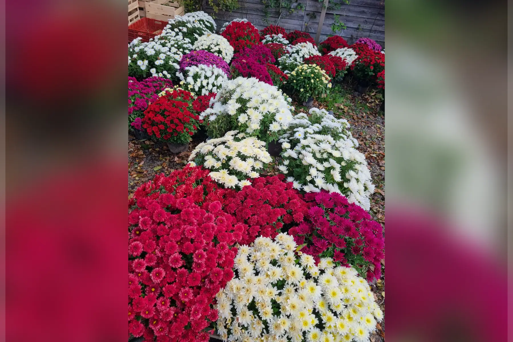 🏵 Chrysanthème du jardin (le pot)