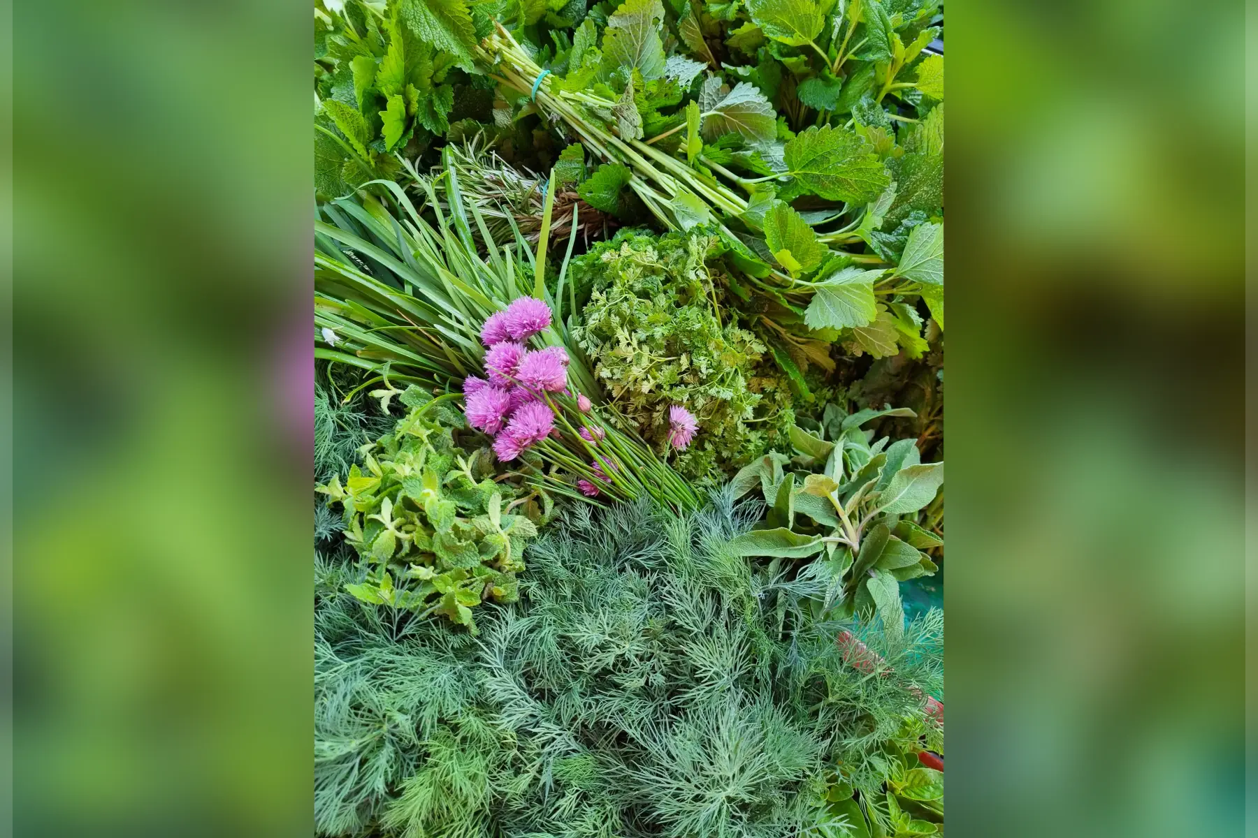 🌿 Herbes aromatiques bio (au choix)