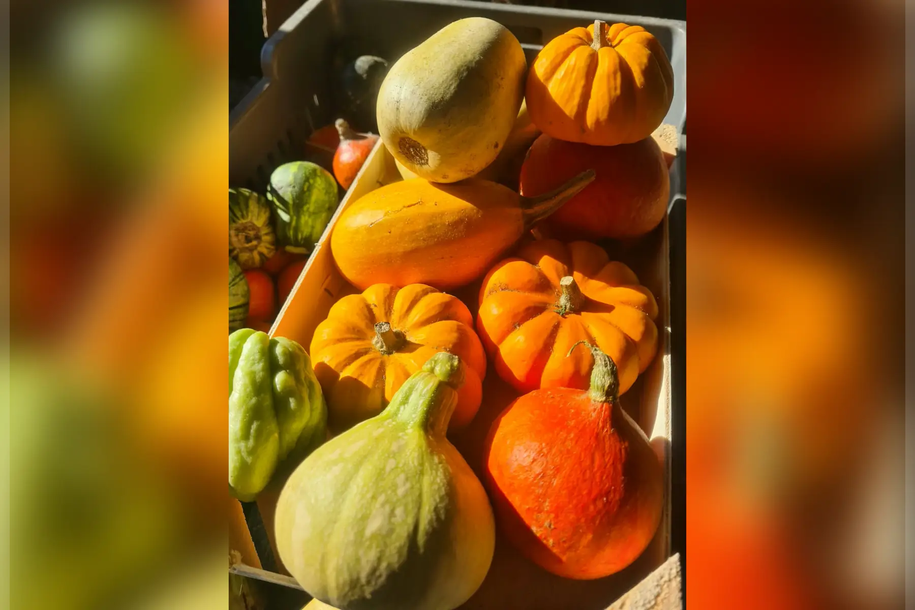 Mix Mini-courges Bio