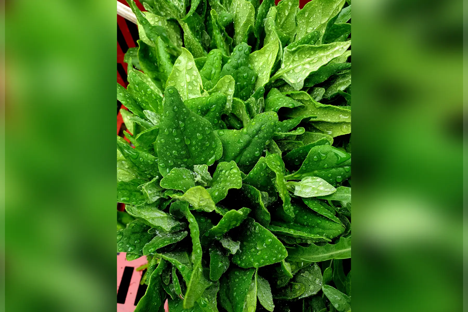 Tétragone bio
