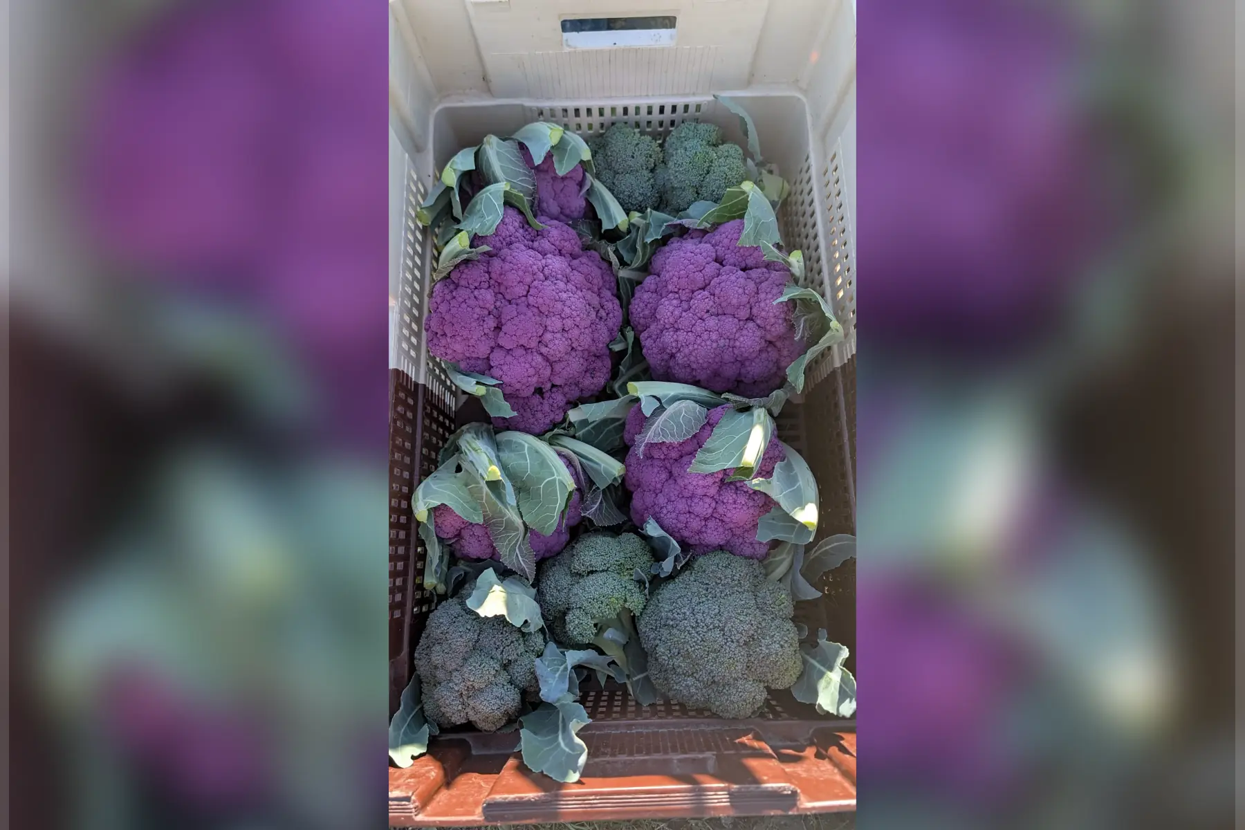 Chou fleur violet Bio