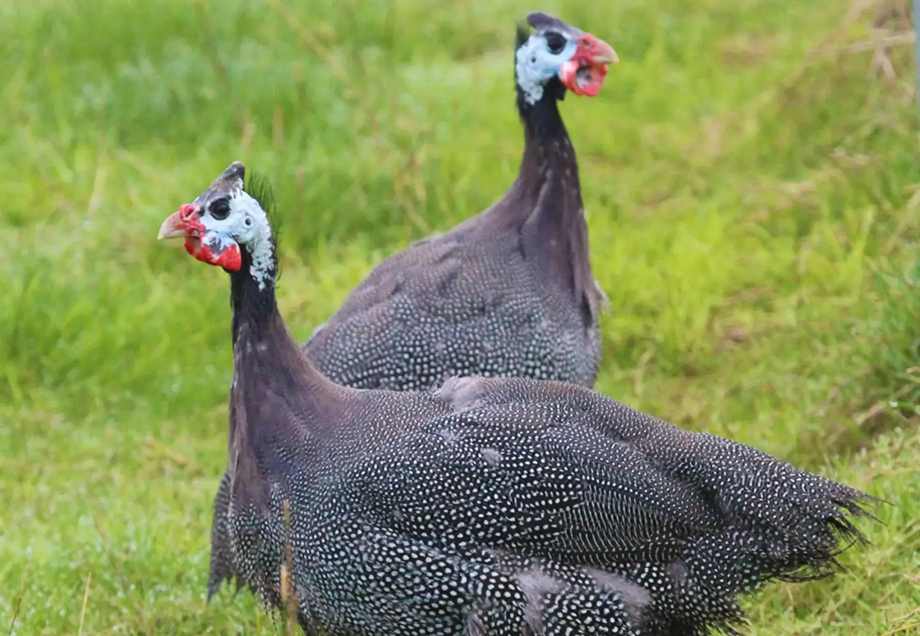 Pintade entière sans abats biologique