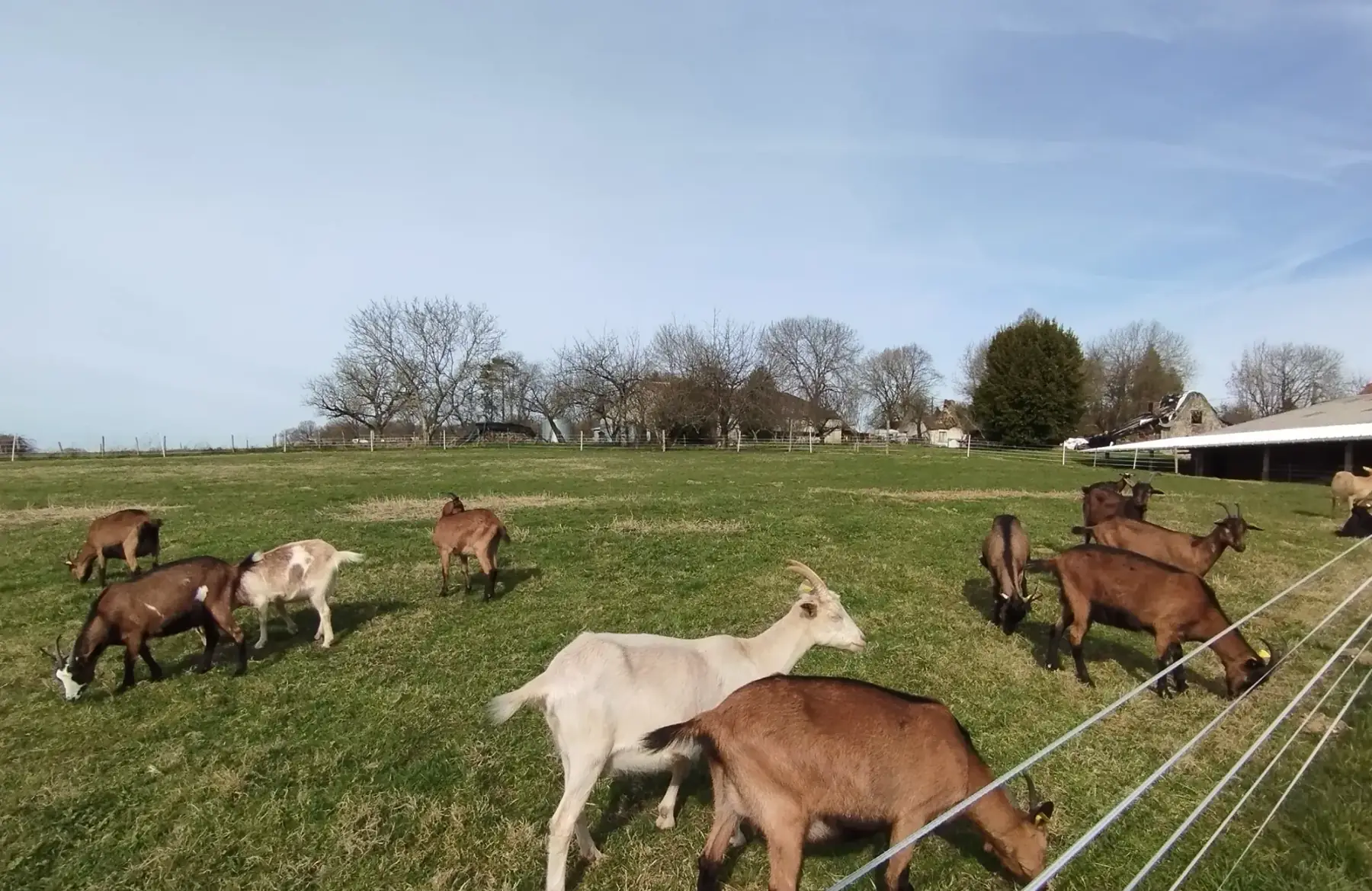Ferme Ô champs des possibles (chèvres)