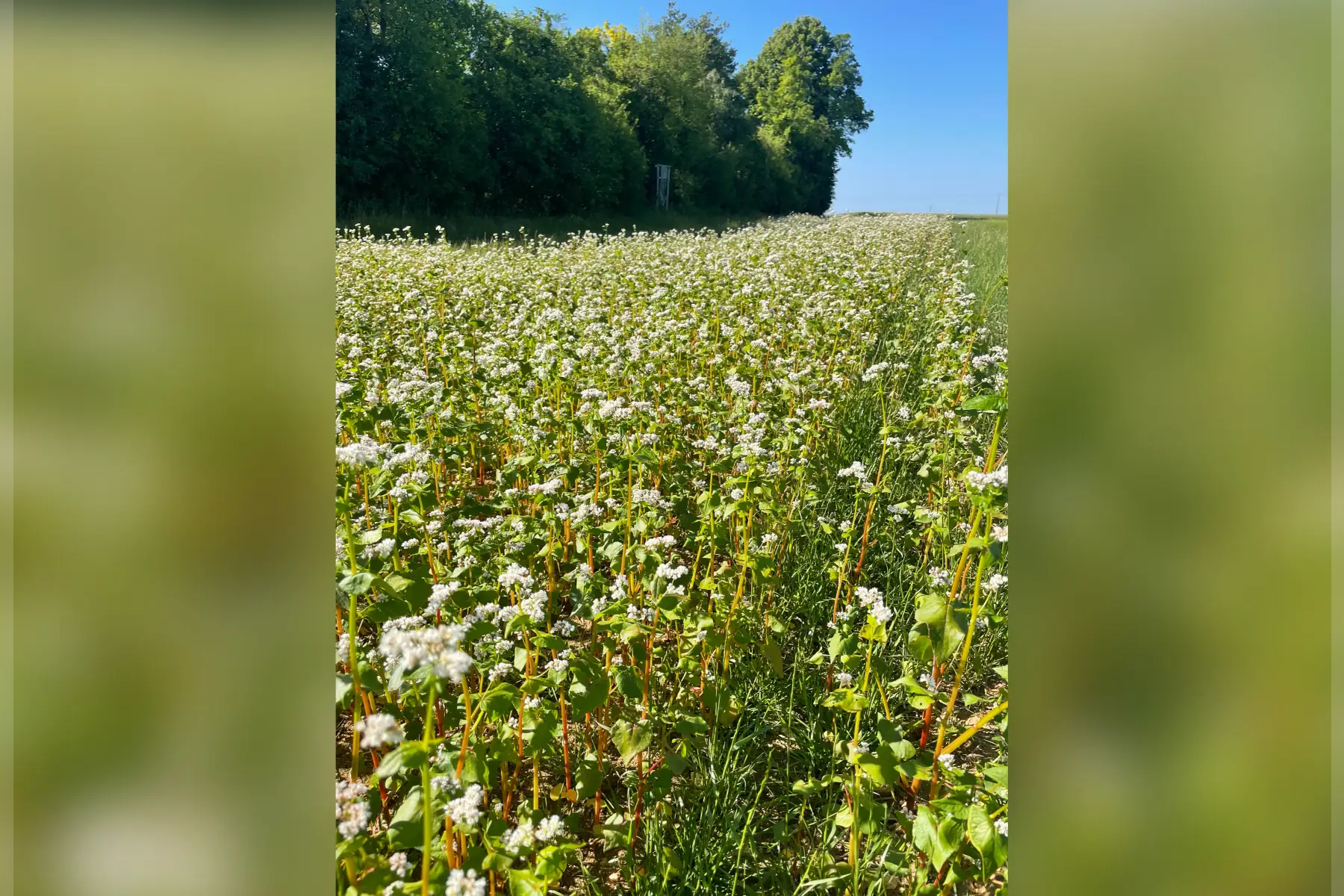 Ecoferme des mille et une feuilles
