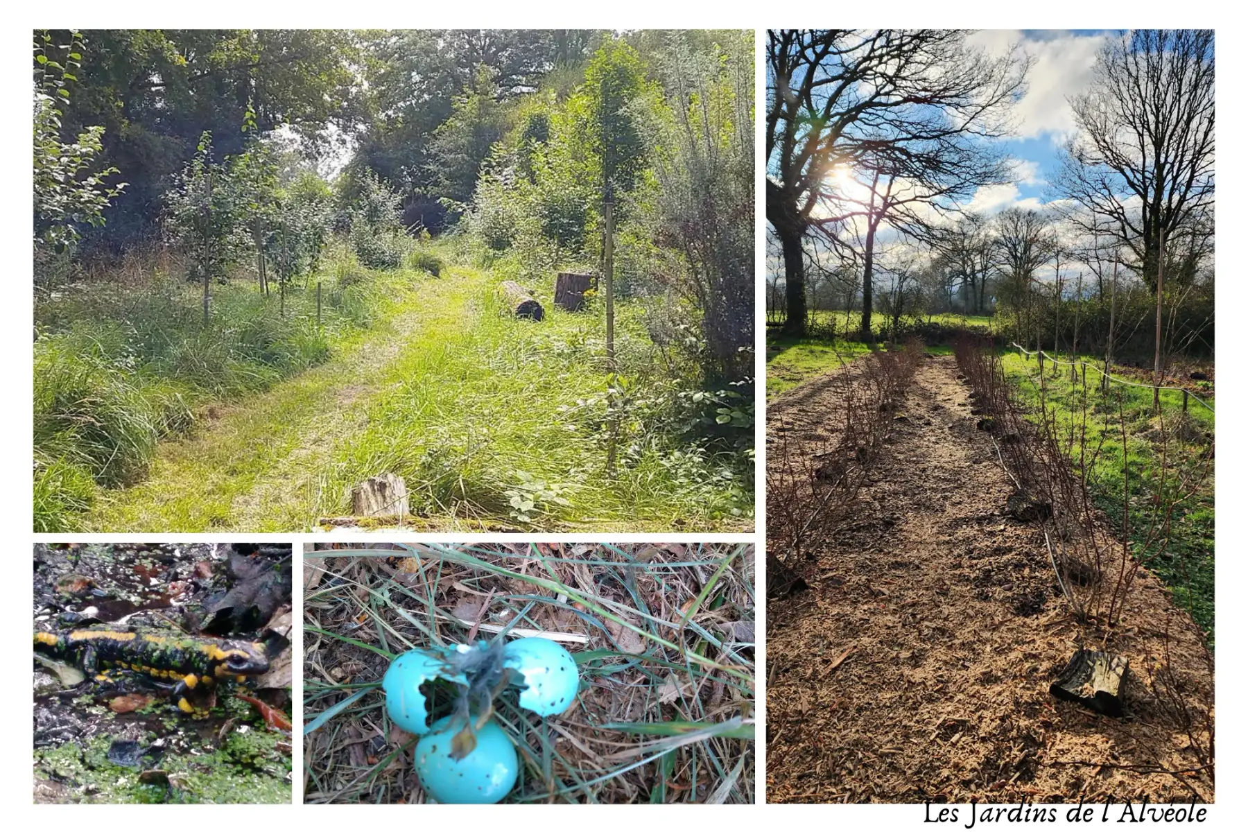 les Jardins de l'Alvéole