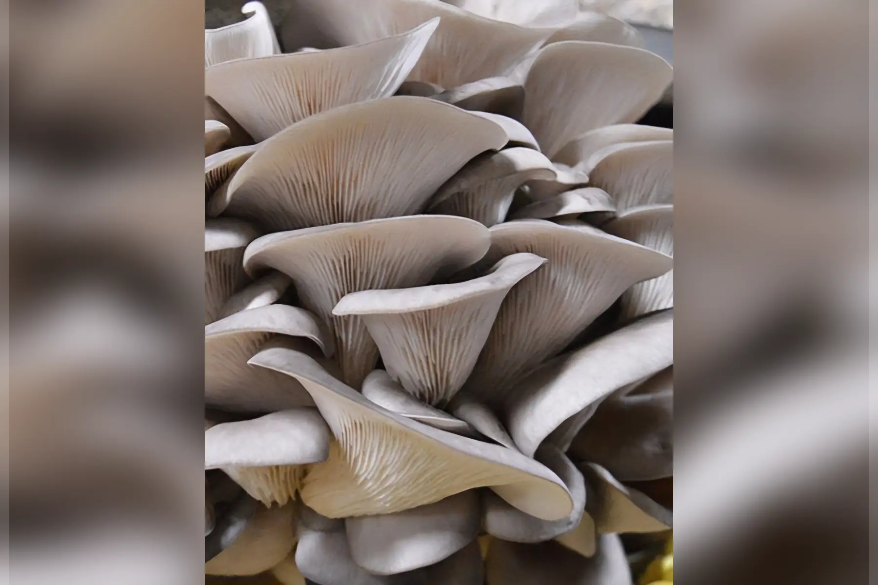 Pleurote gris     100 gr