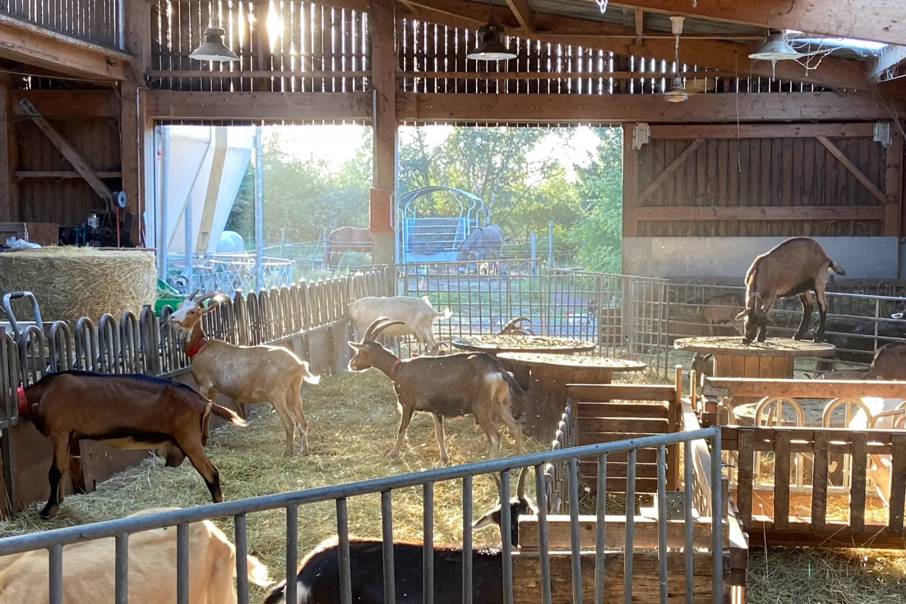 Les Chevrettes du terril