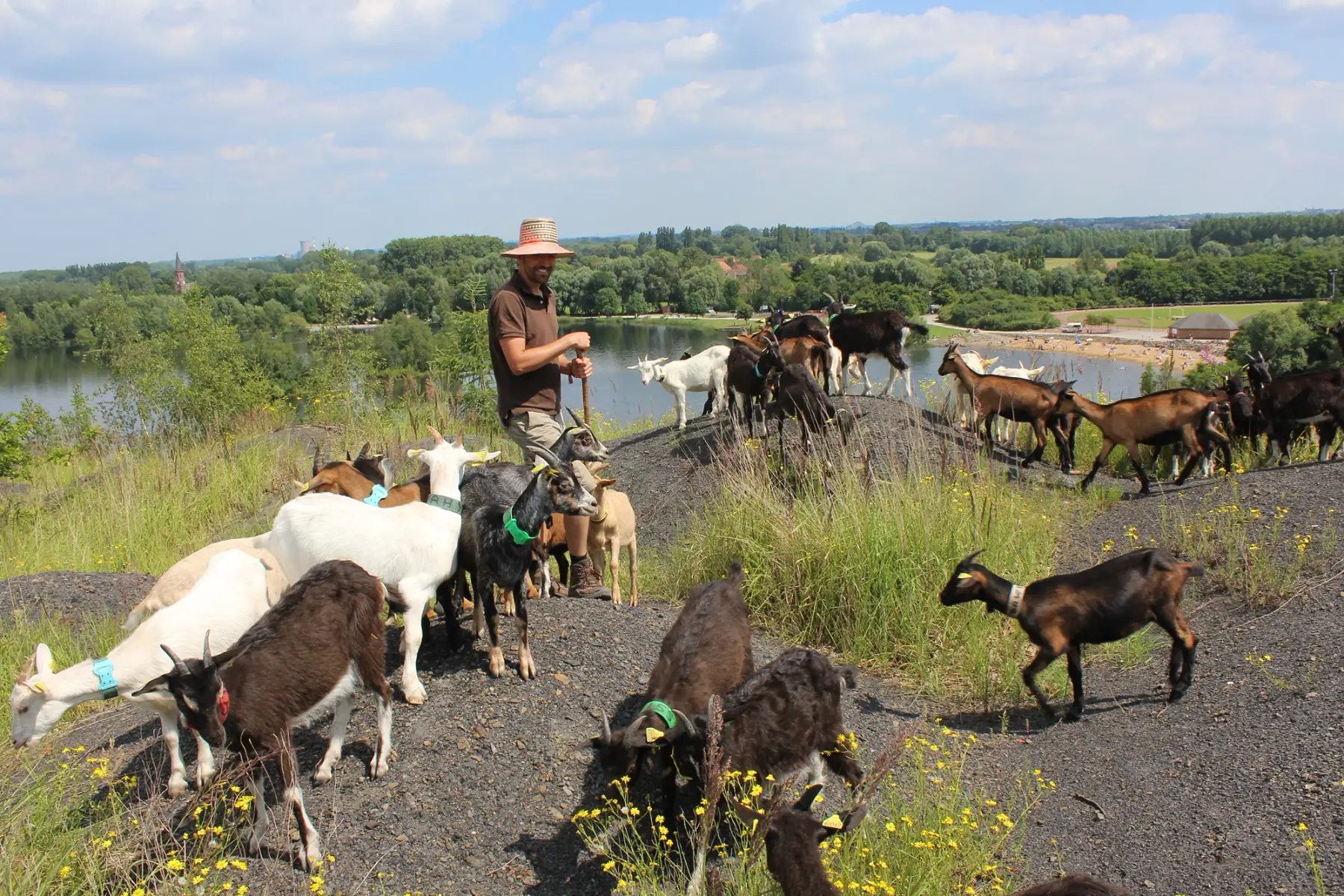 Les Chevrettes du terril