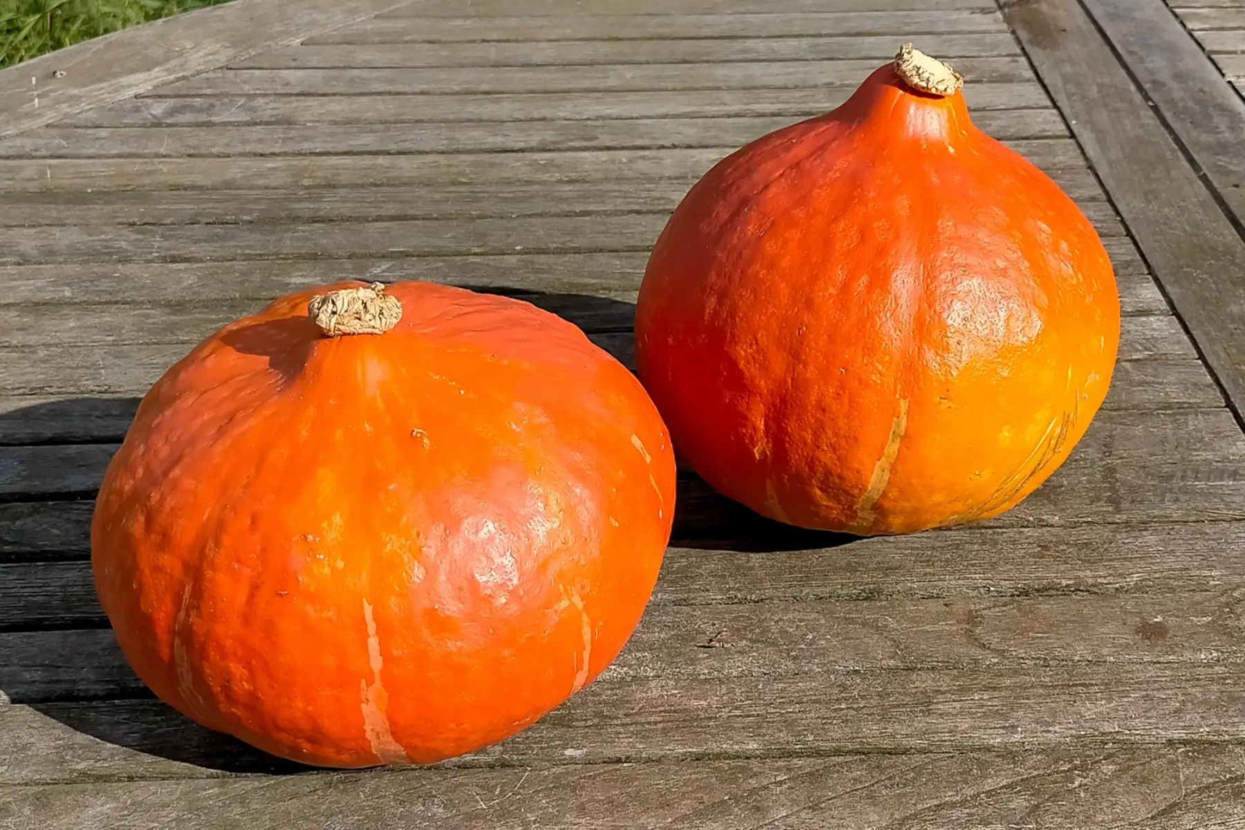 Potimarron bio 1,5 kg