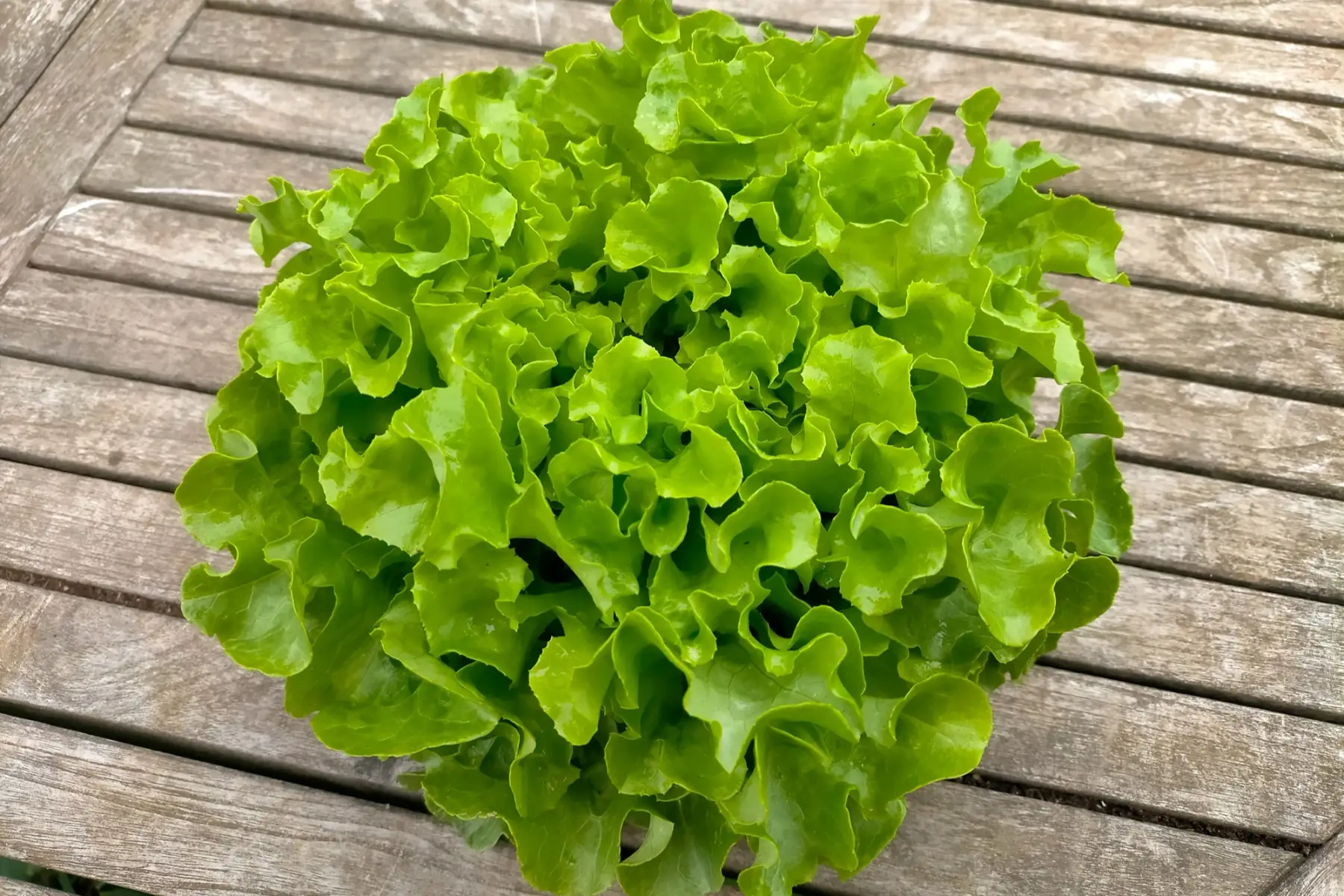 Salade bio (feuille de chêne)