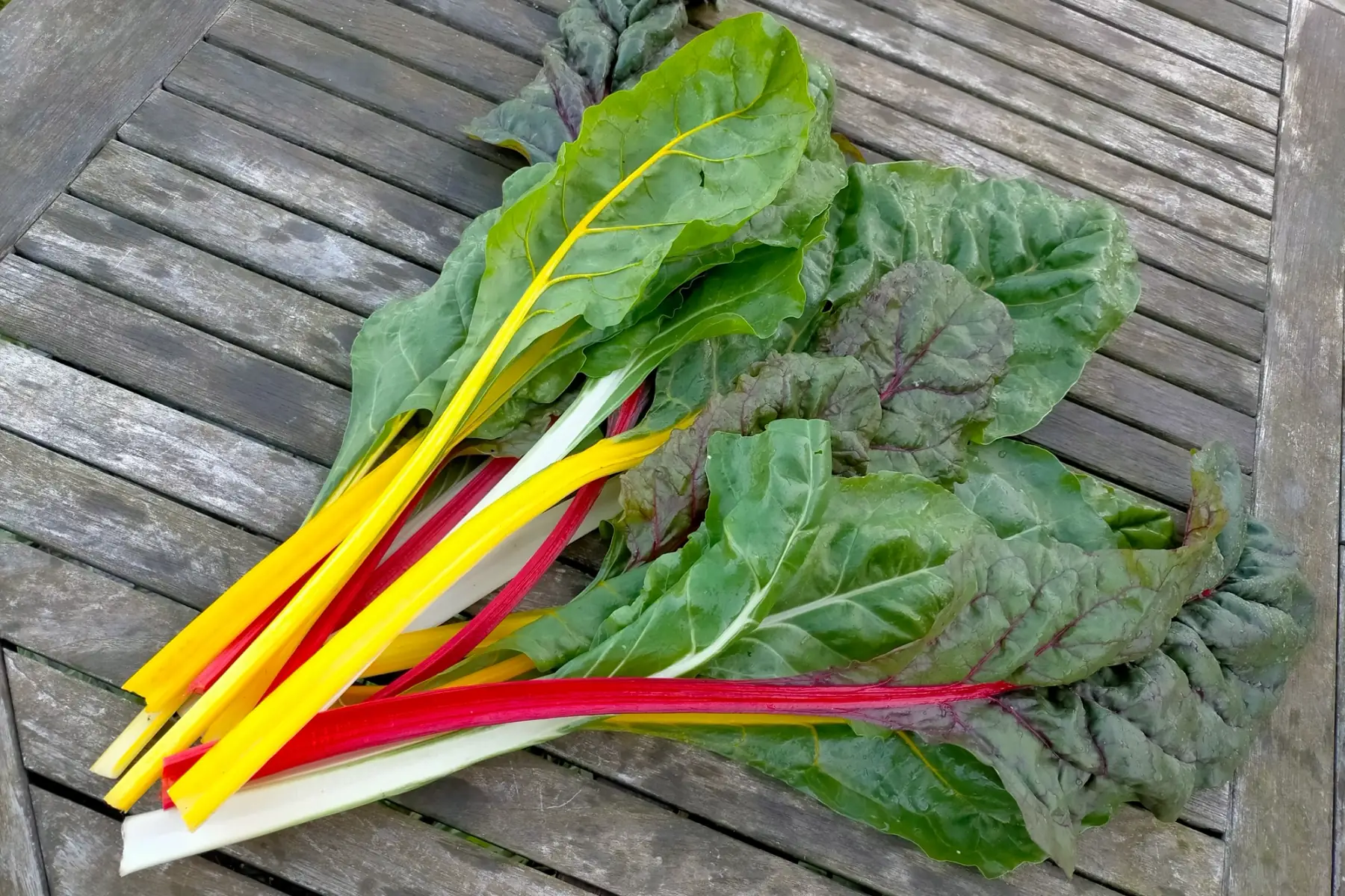 Bettes multicolores bio