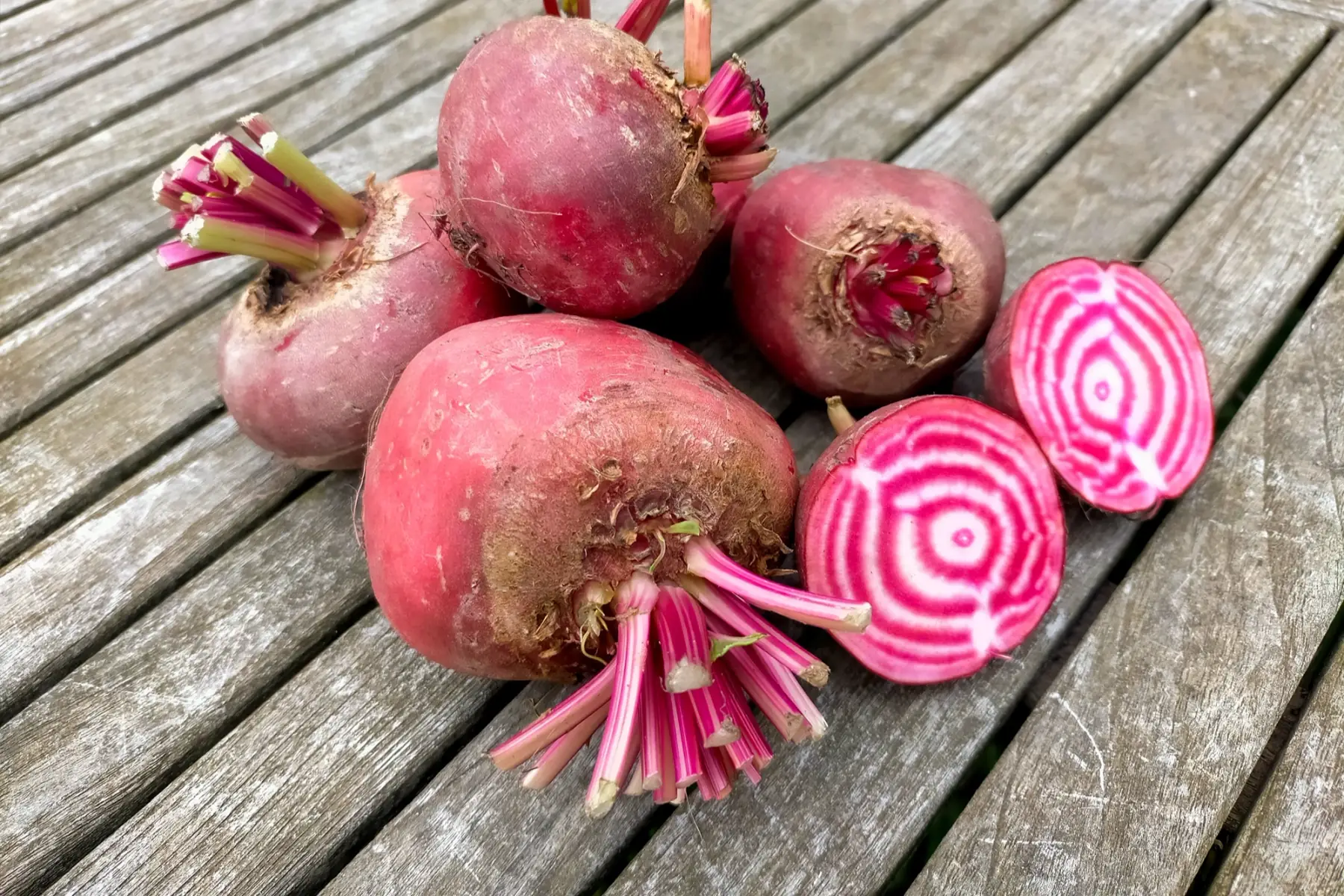 Betteraves Chioggia bio