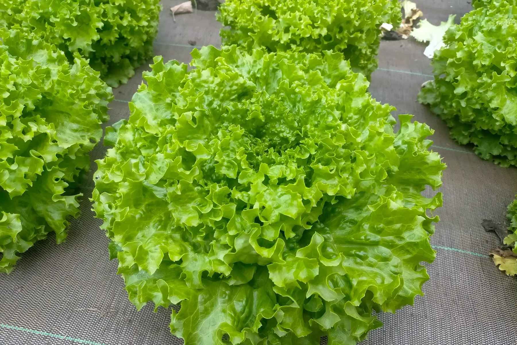 Salade bio (batavia)