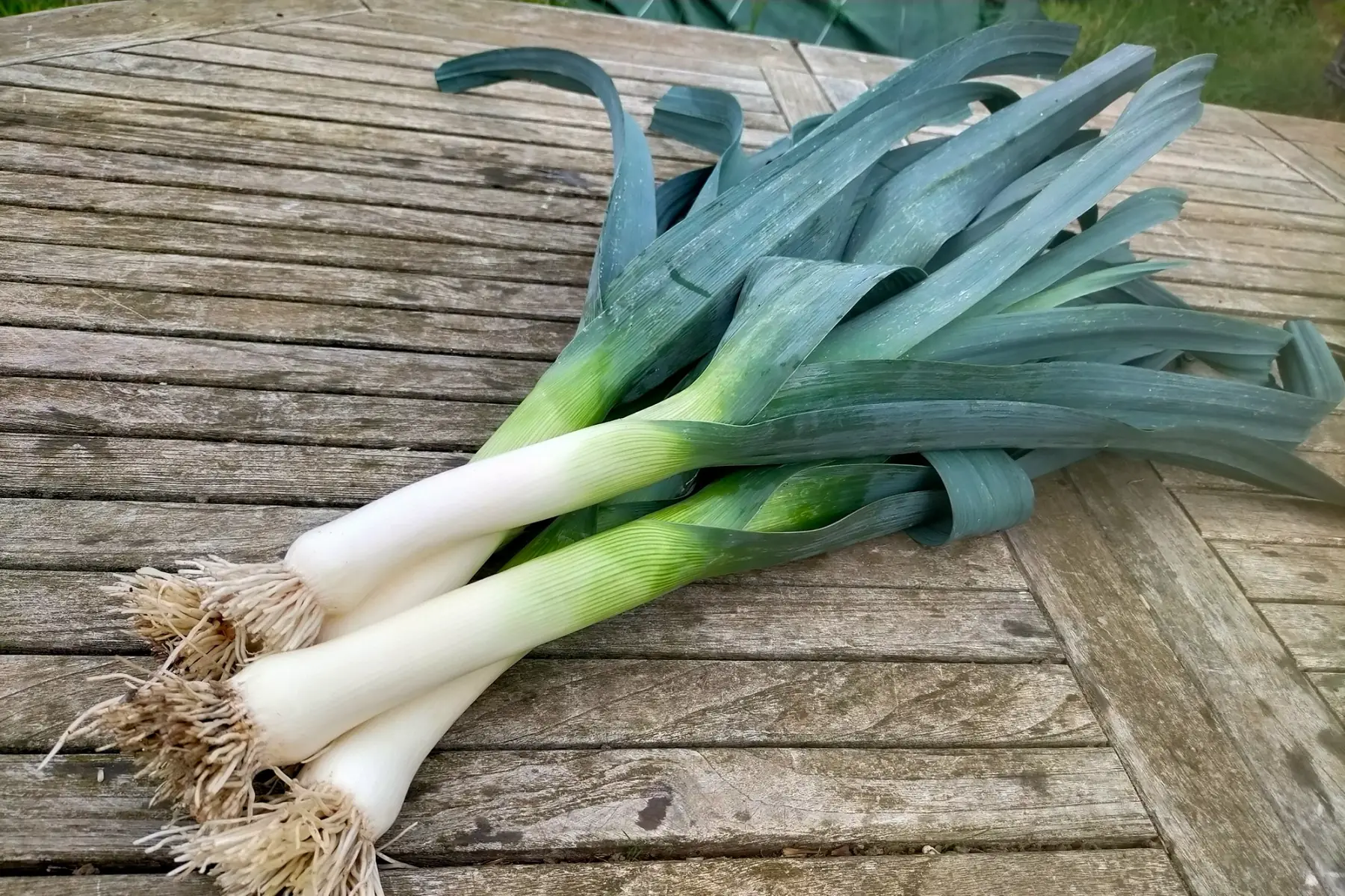 Poireaux bio