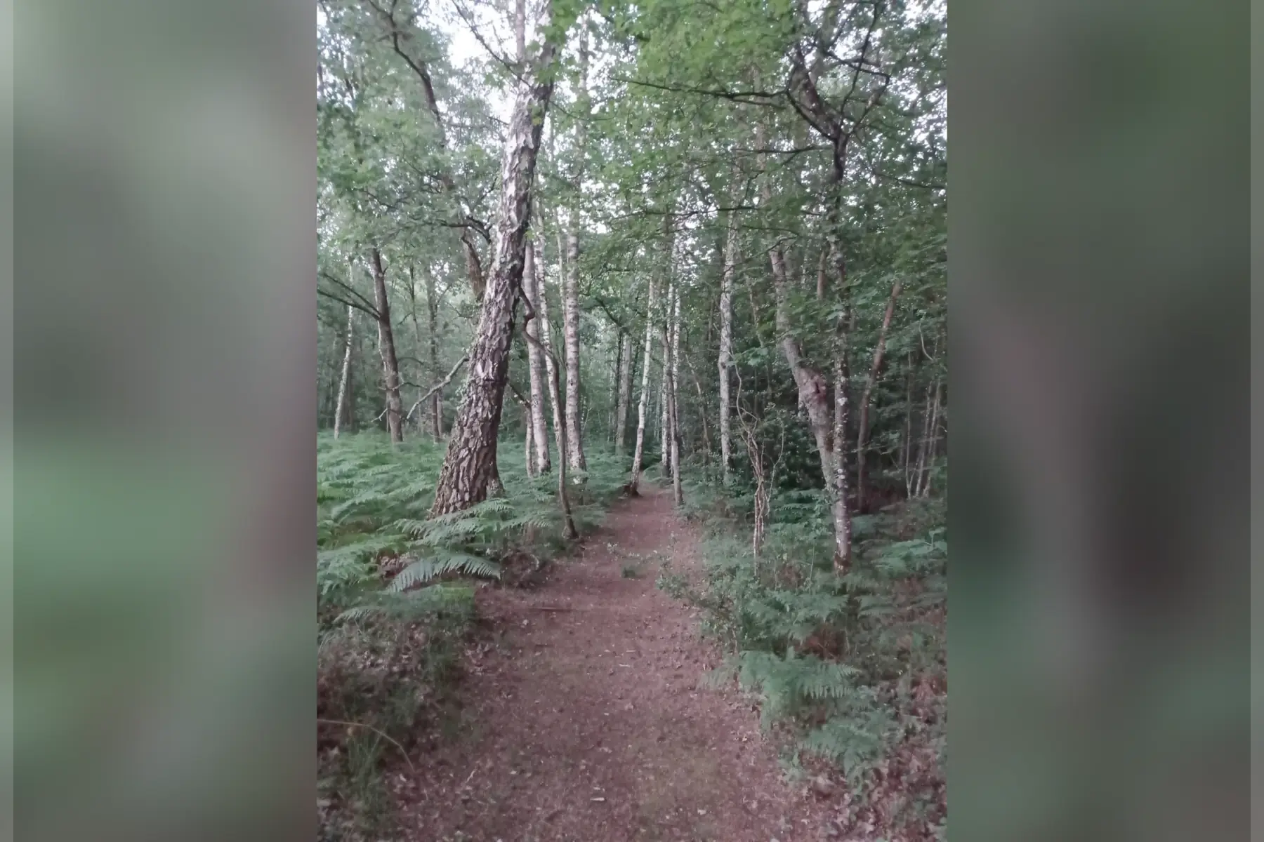 La Sève de la Maussonnière