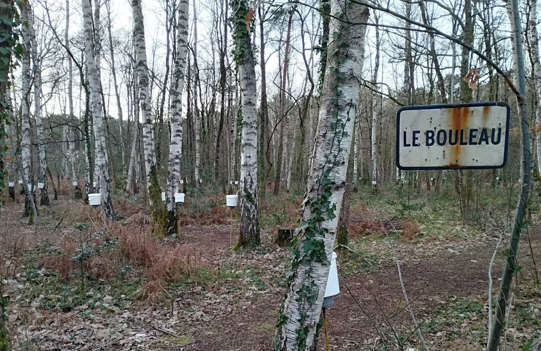 La Sève de la Maussonnière