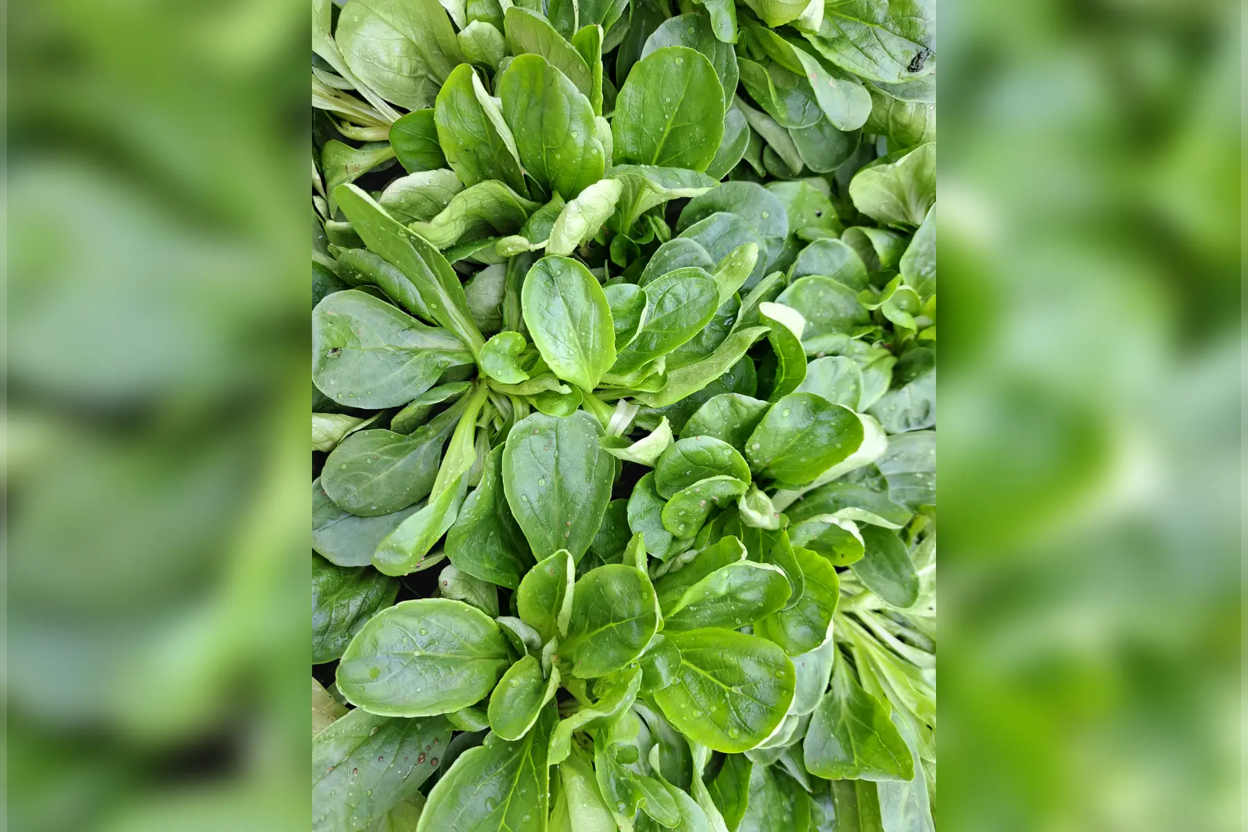Sel façon pesto au basilic
