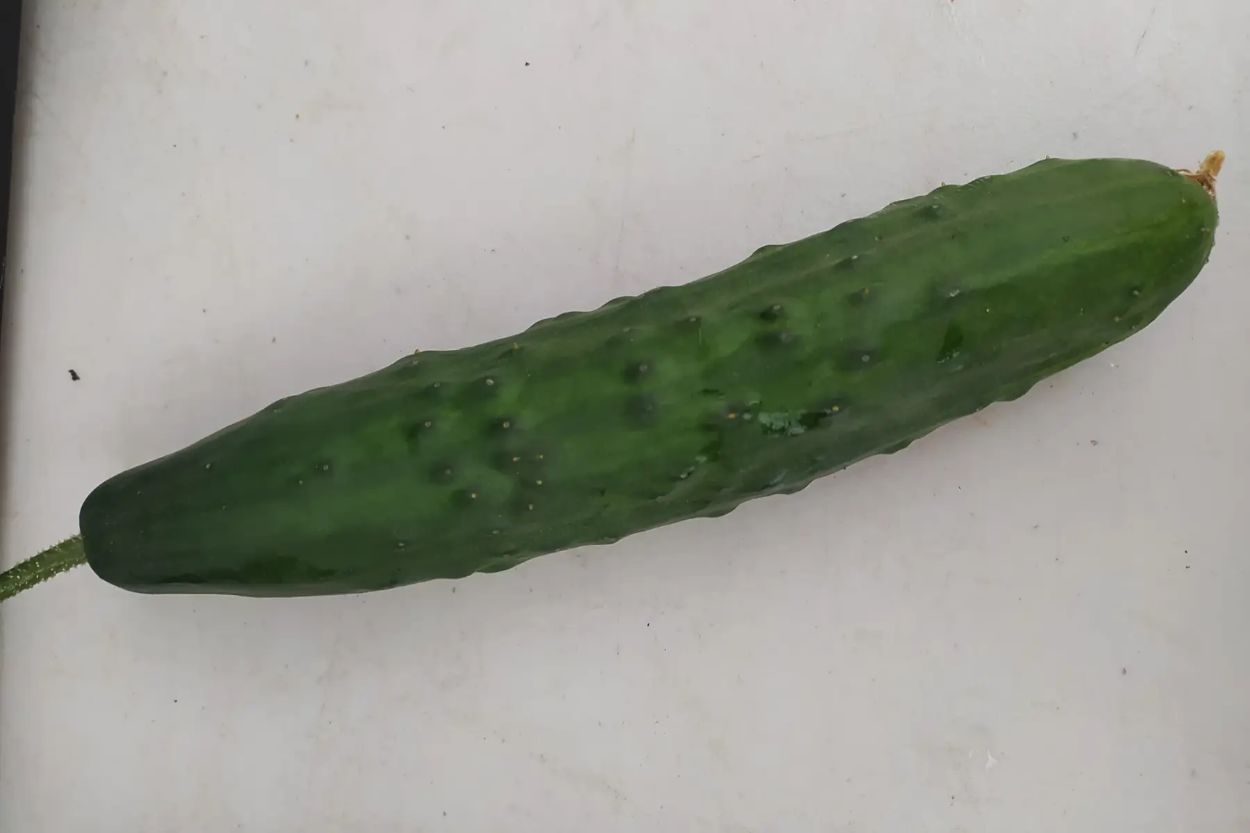 Concombre (la pièce)