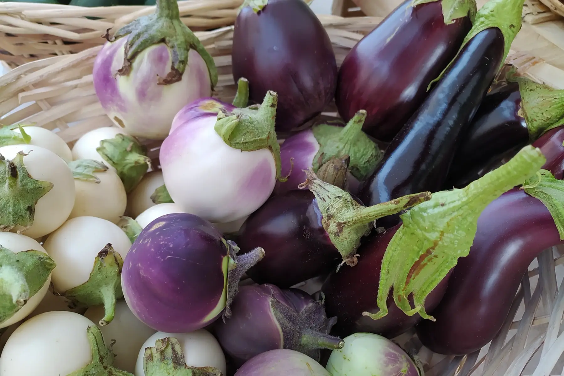 Aubergines