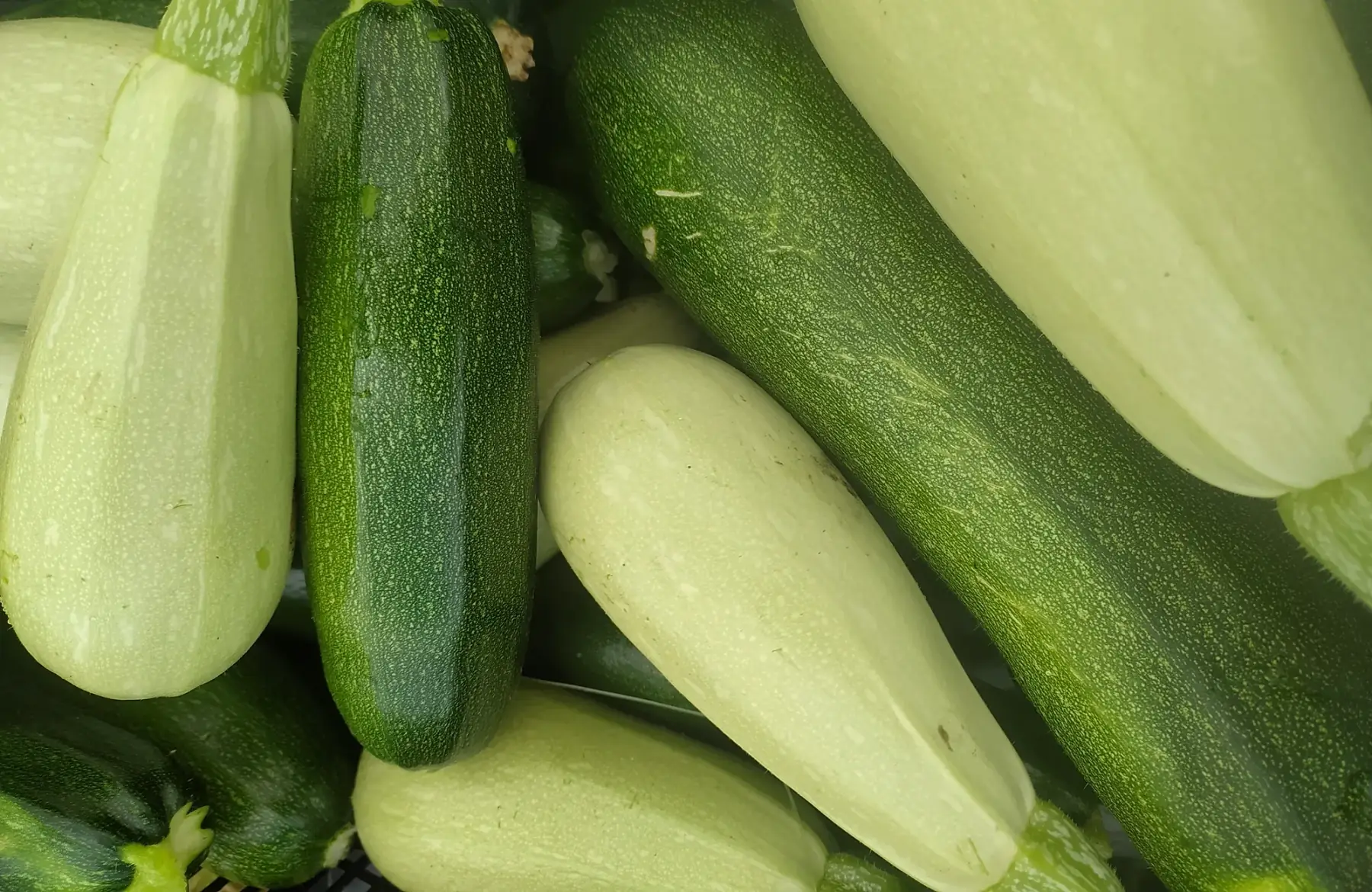 Courgettes