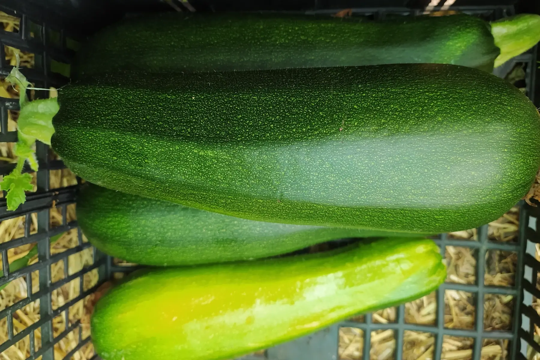 Courgettes (Grosses) PROMO