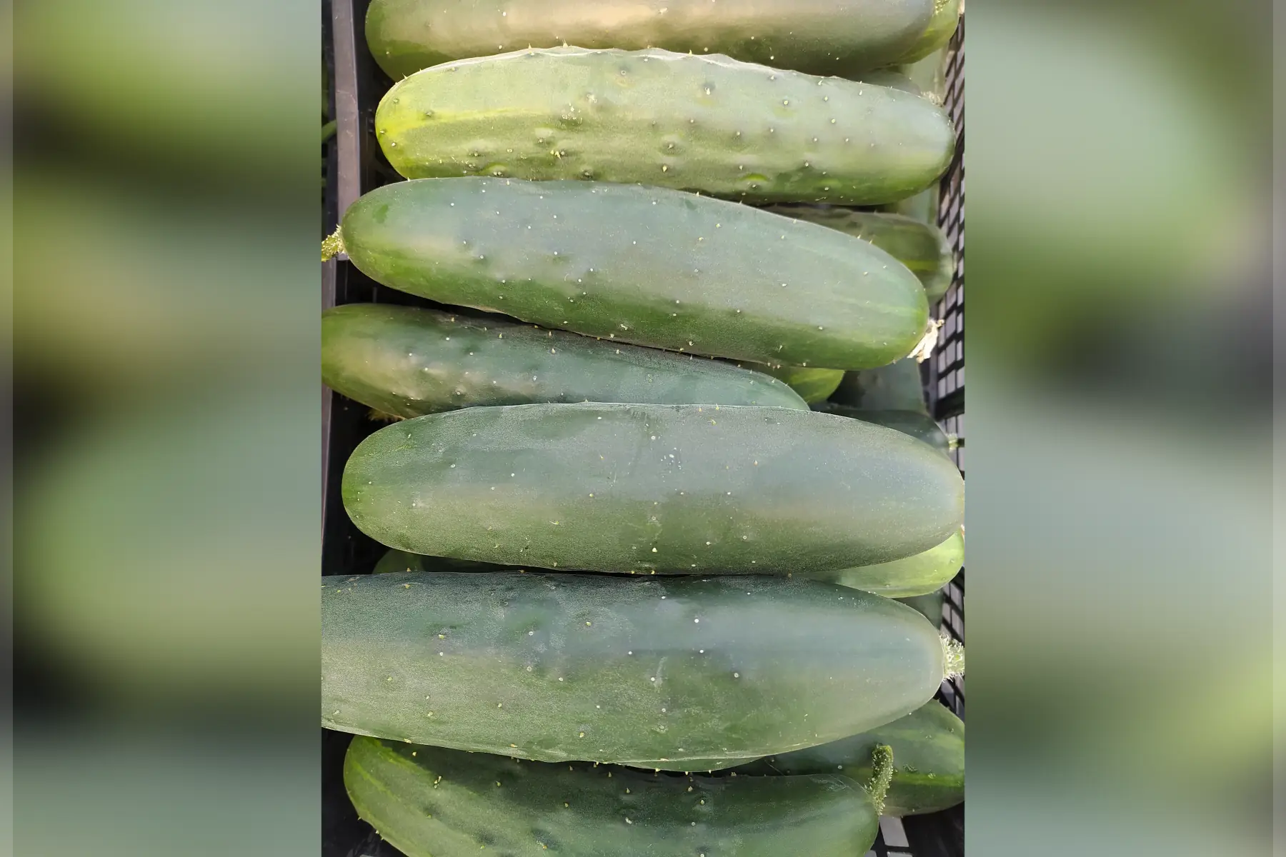Concombre (au kilo)
