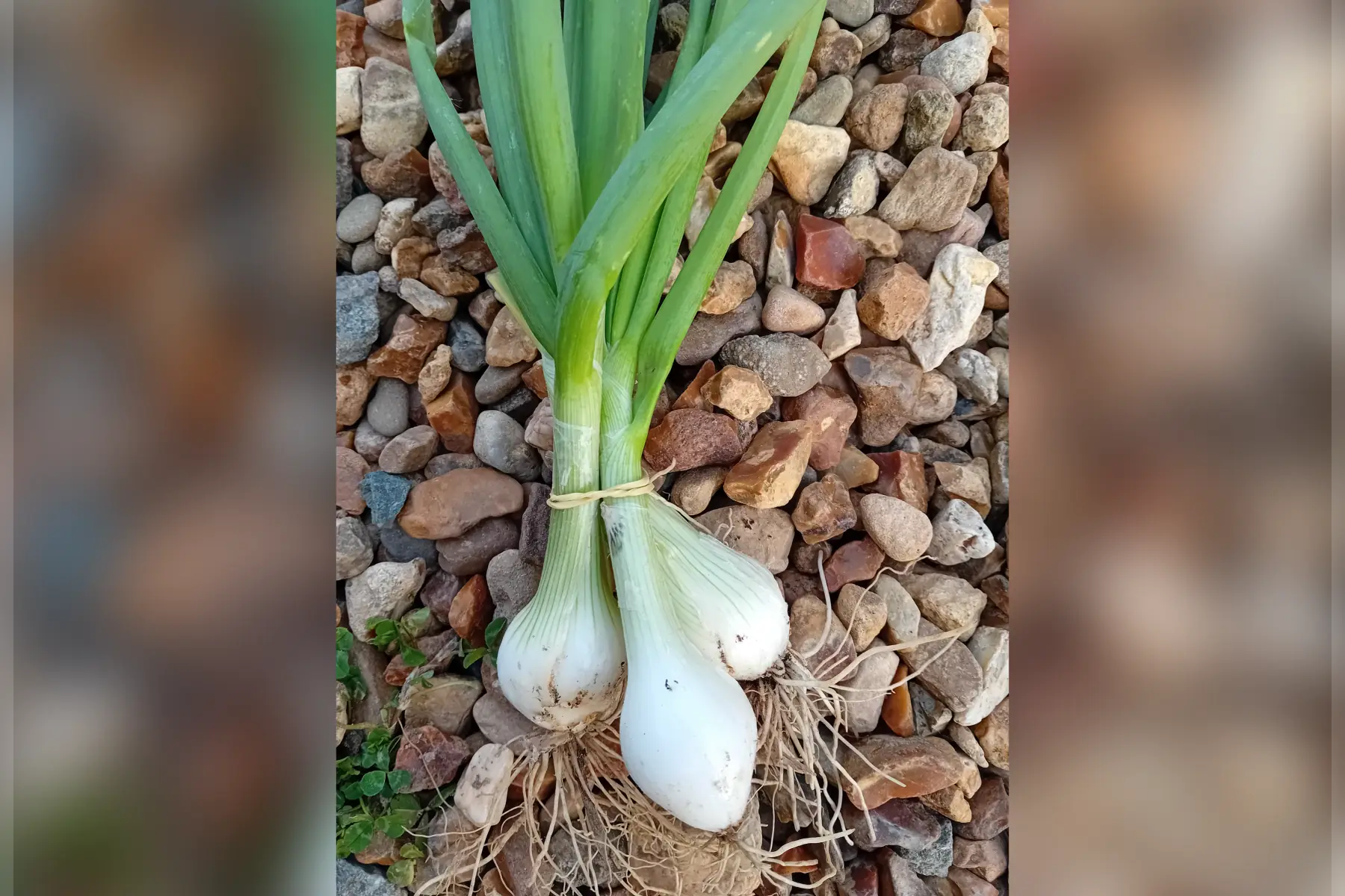 oignons nouveaux