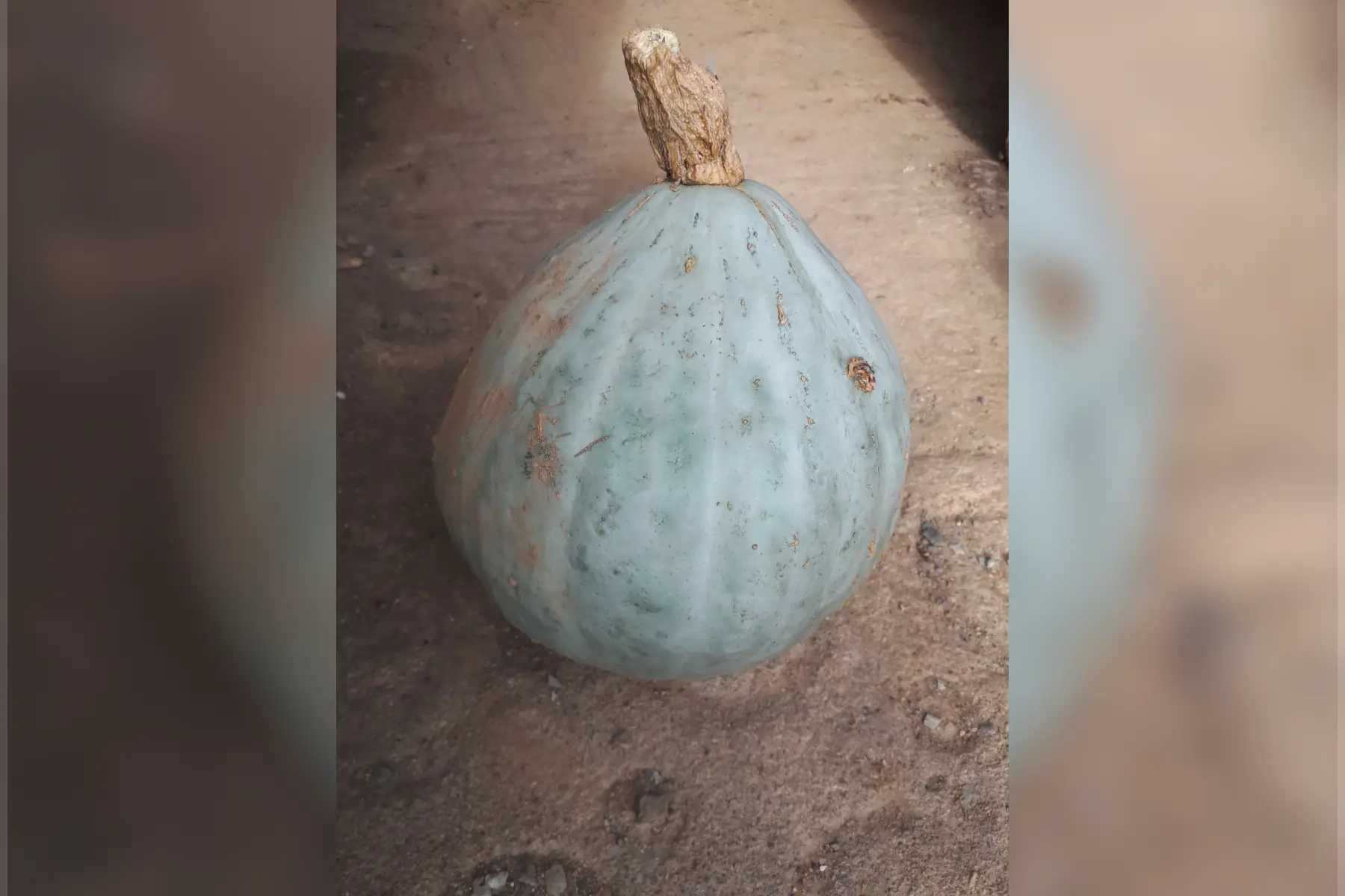 Potimarron blue ballet