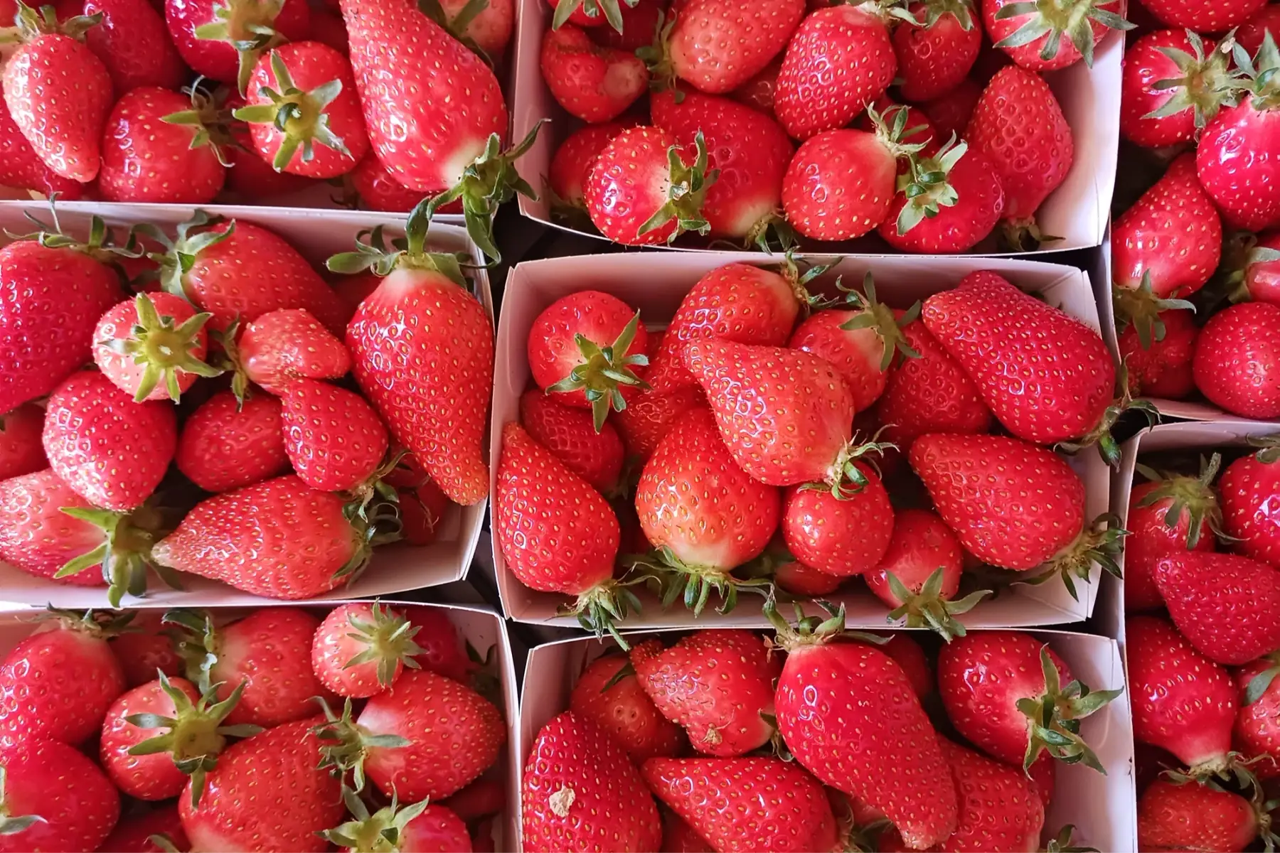 Fraise
