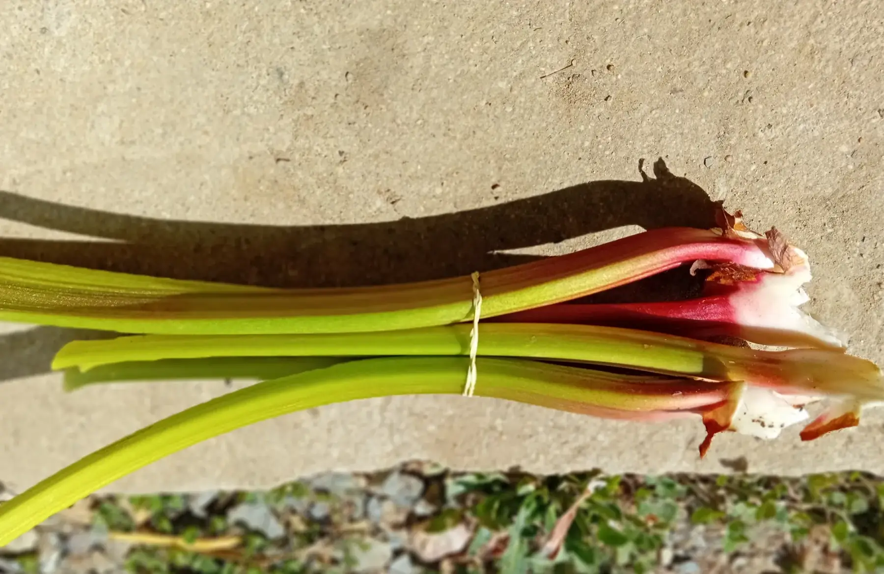 Rhubarbe