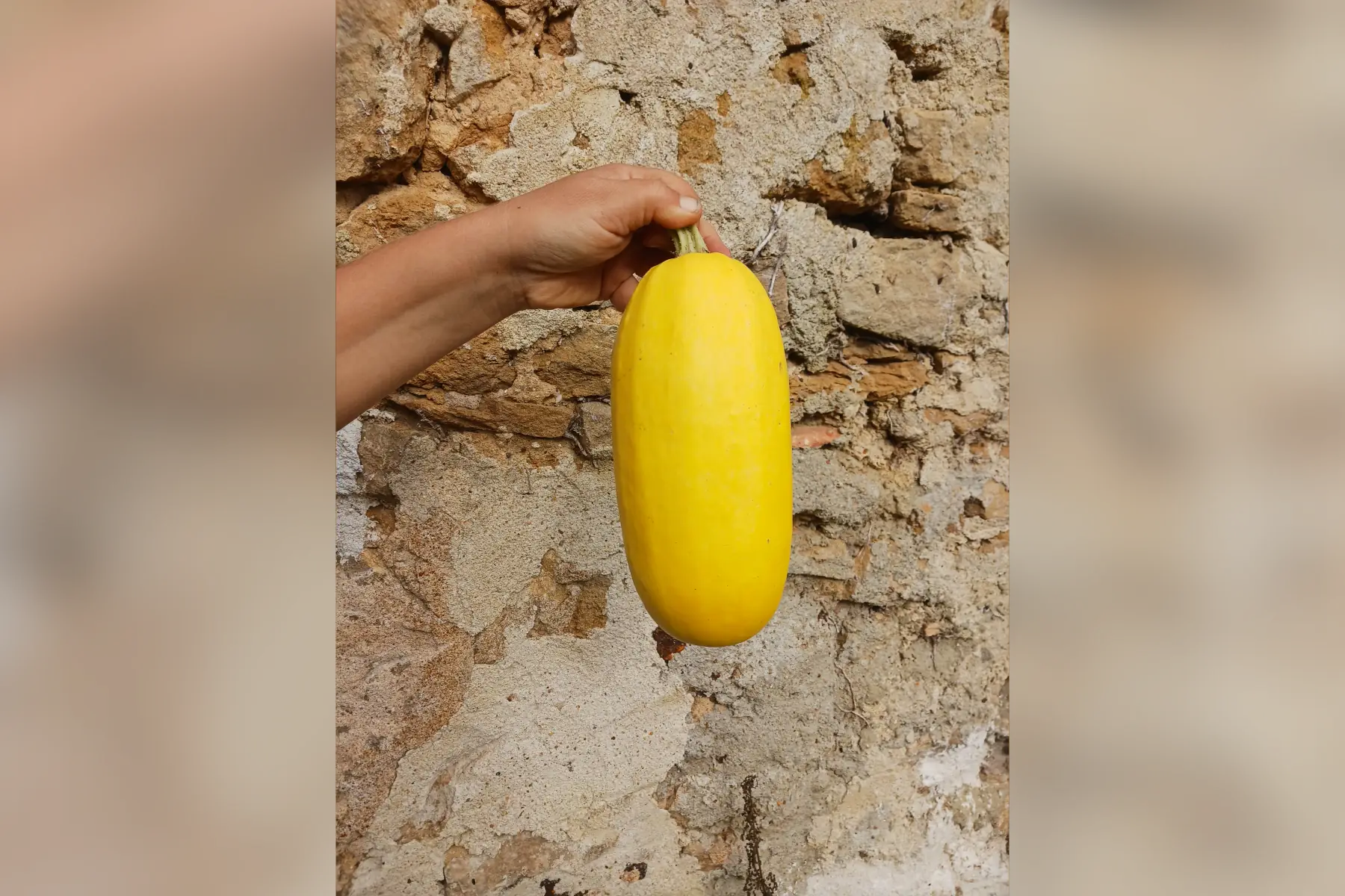 Courge Spaghetti