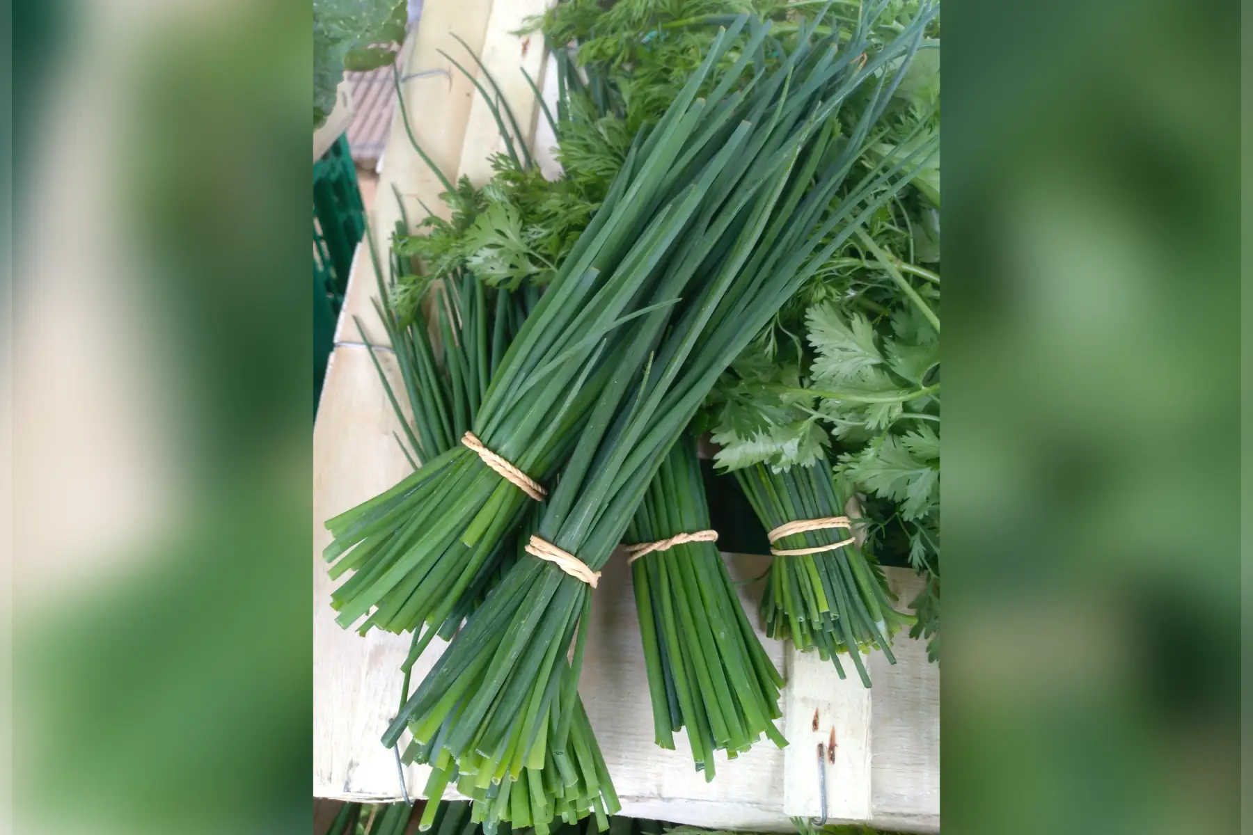 Bouquet de Ciboulette