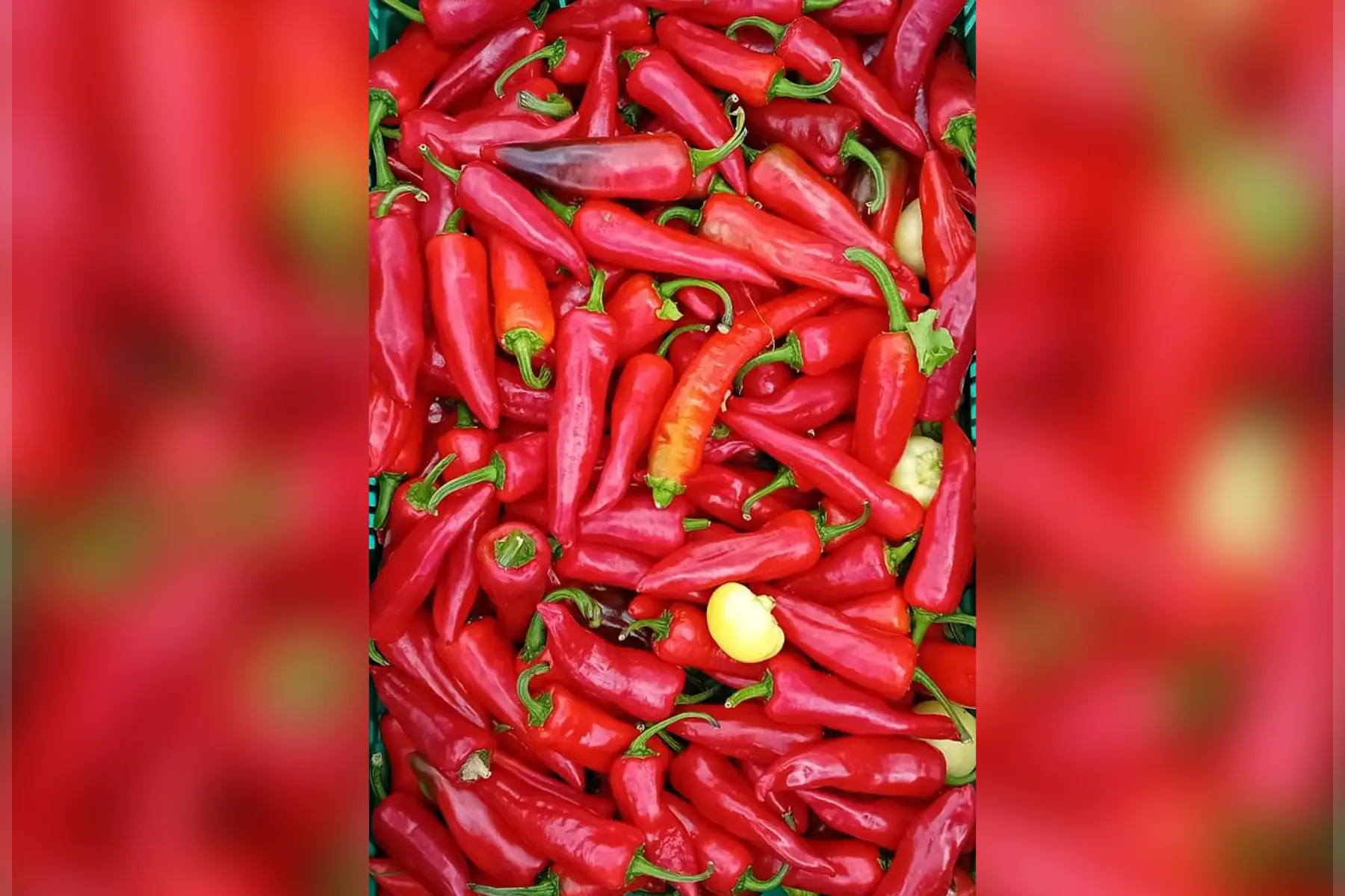 Piments doux