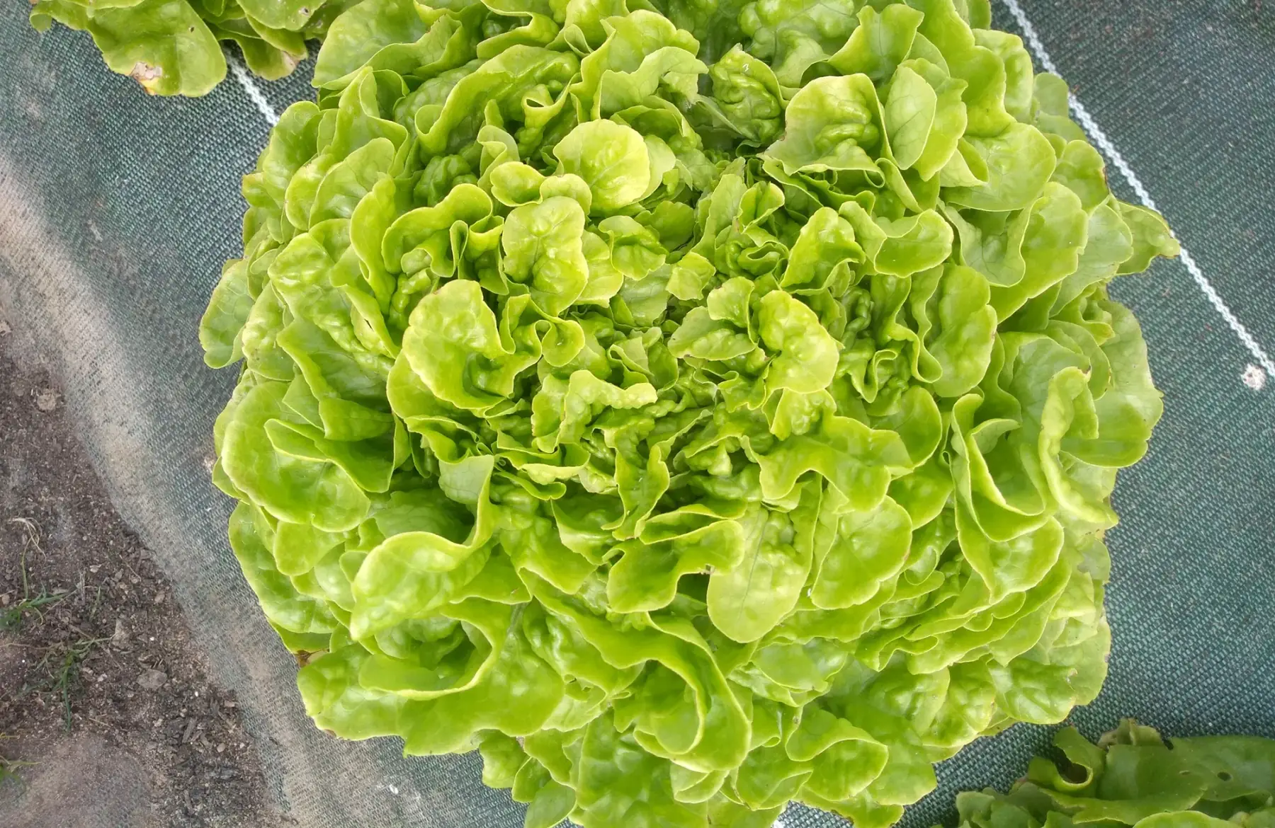 Laitue Feuille de chêne