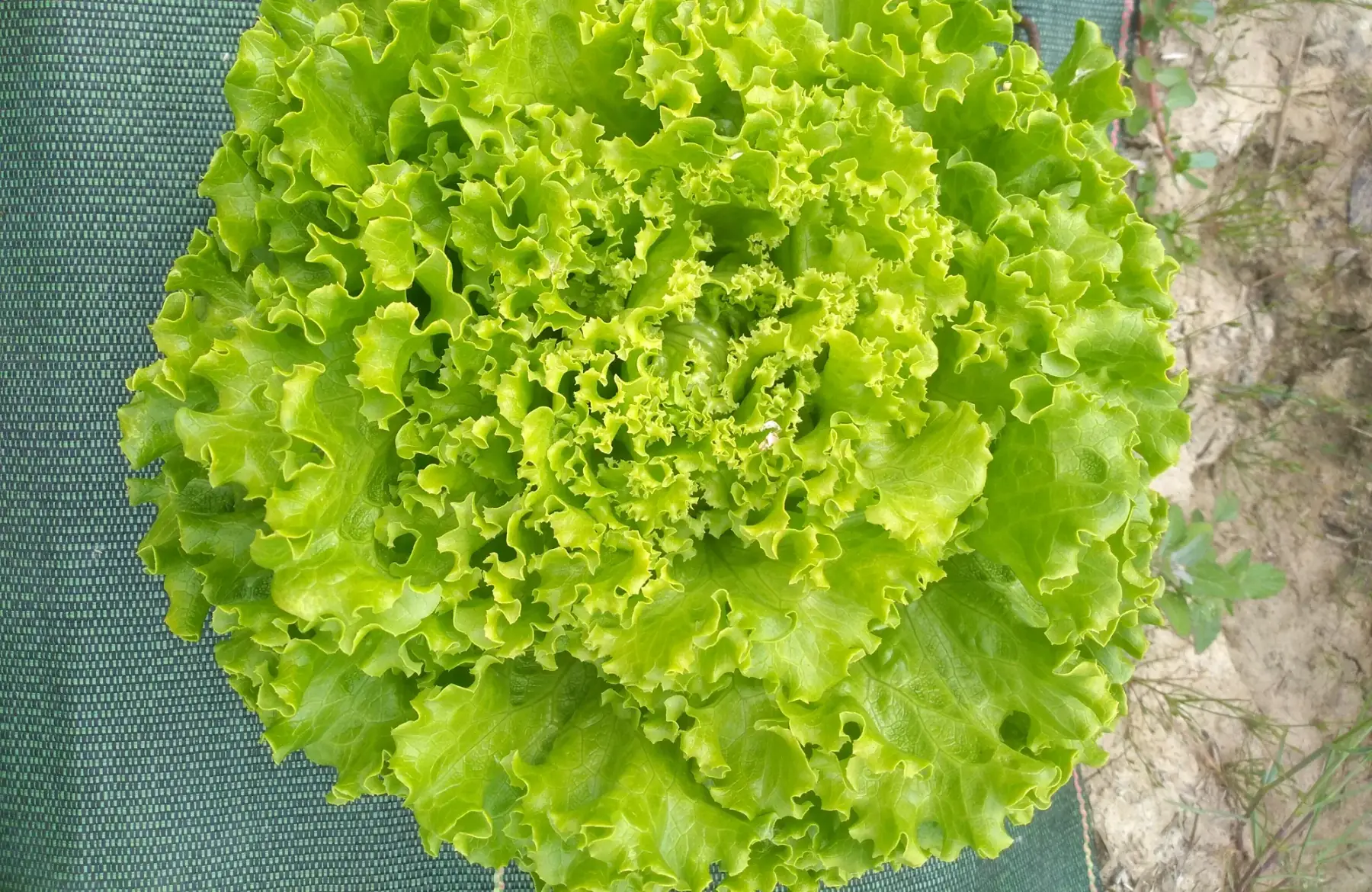 Laitue Batavia Blonde