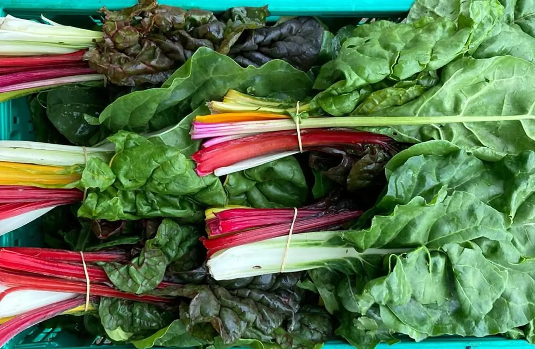 Mélange de Blette de couleur