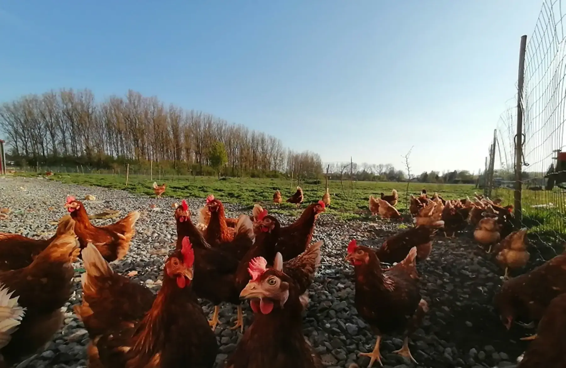 Boîte de 12 œufs BIO