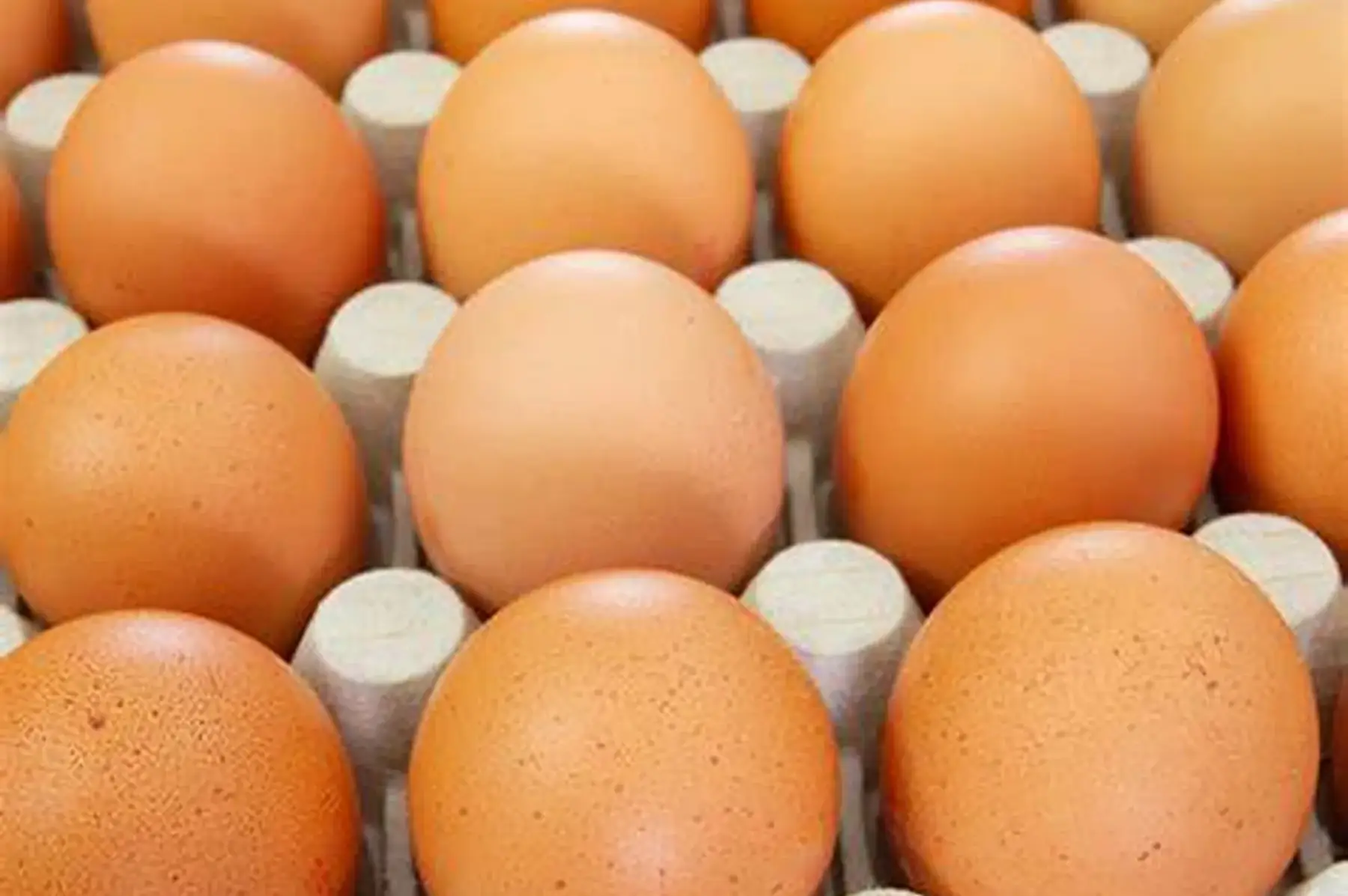 Plateau de 30 œufs BIO